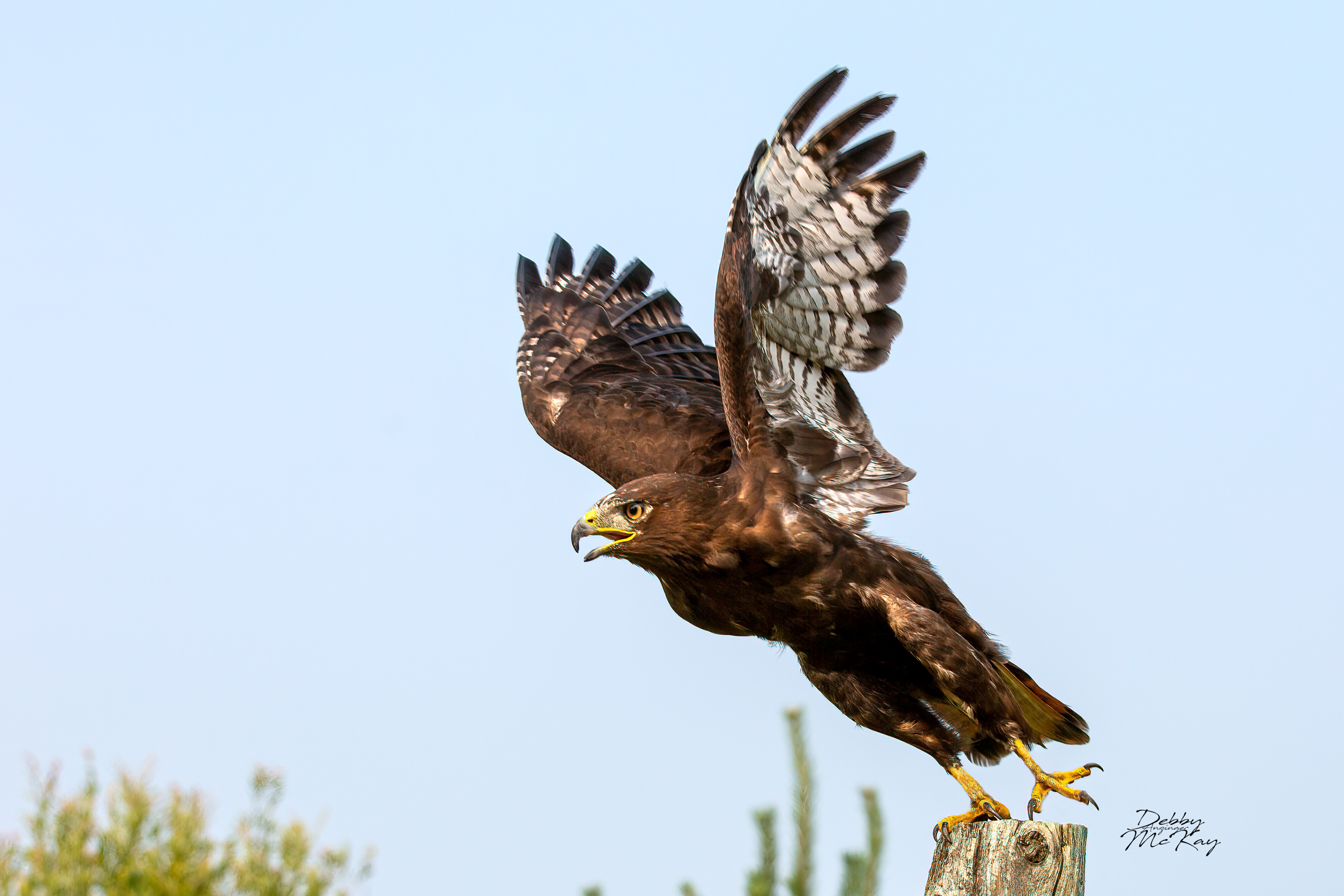 Red-tailed Hawk Brown Morph