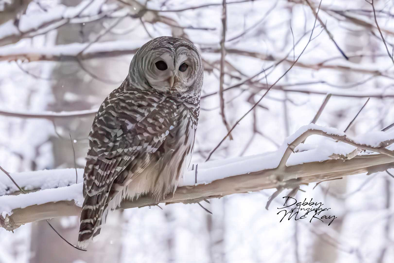 Barred Owl in Snow