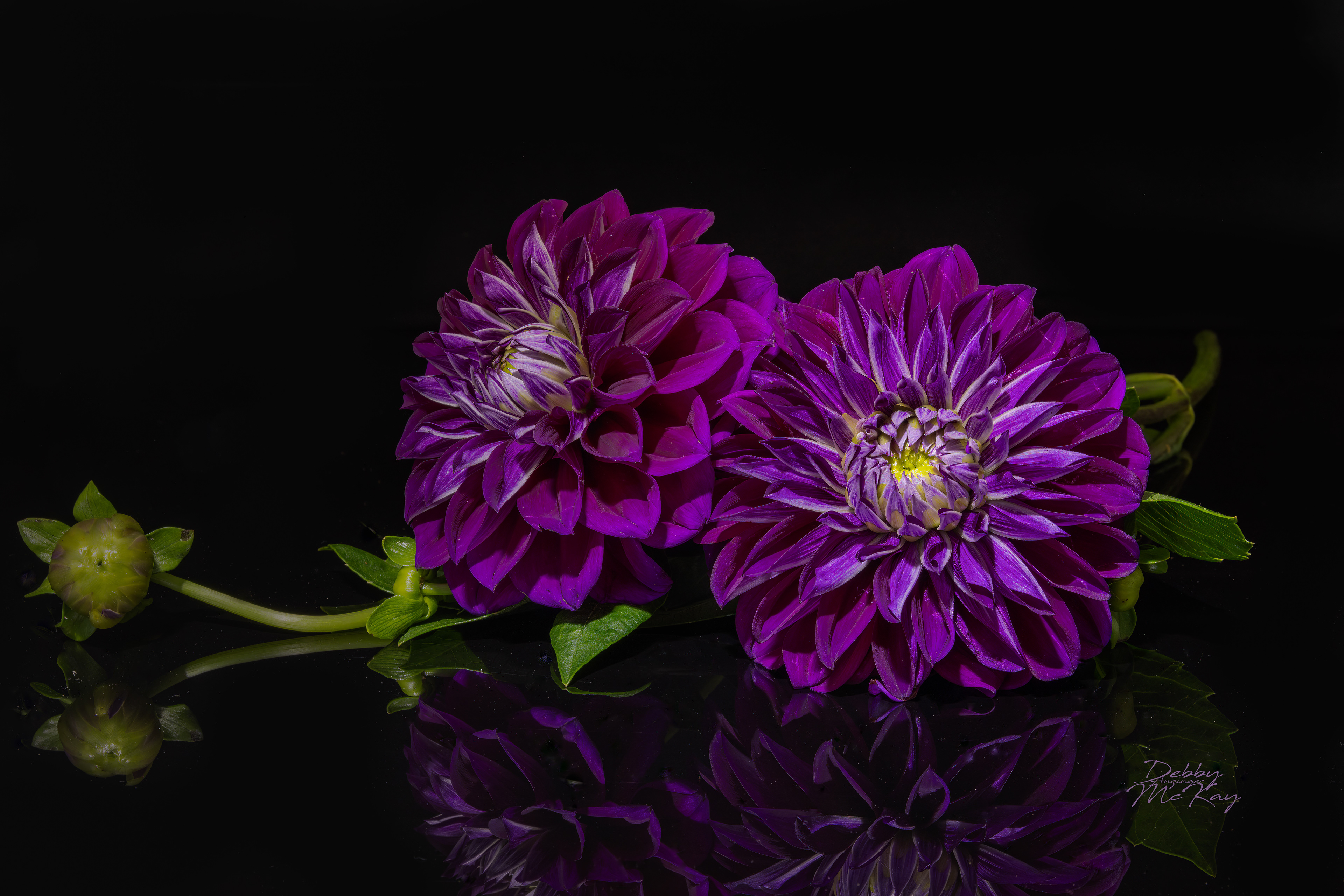 Dahlia Reflections