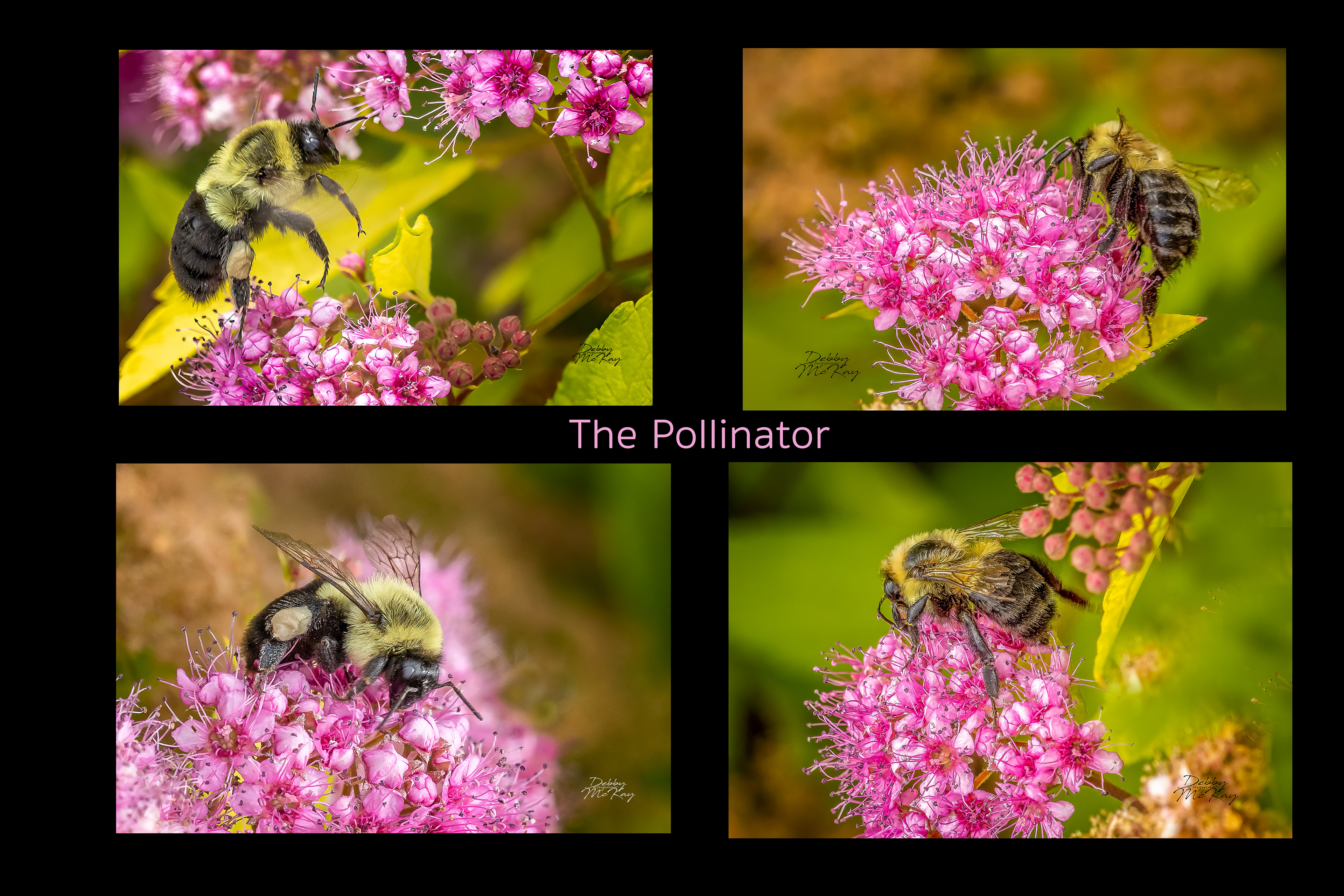 Pollinators