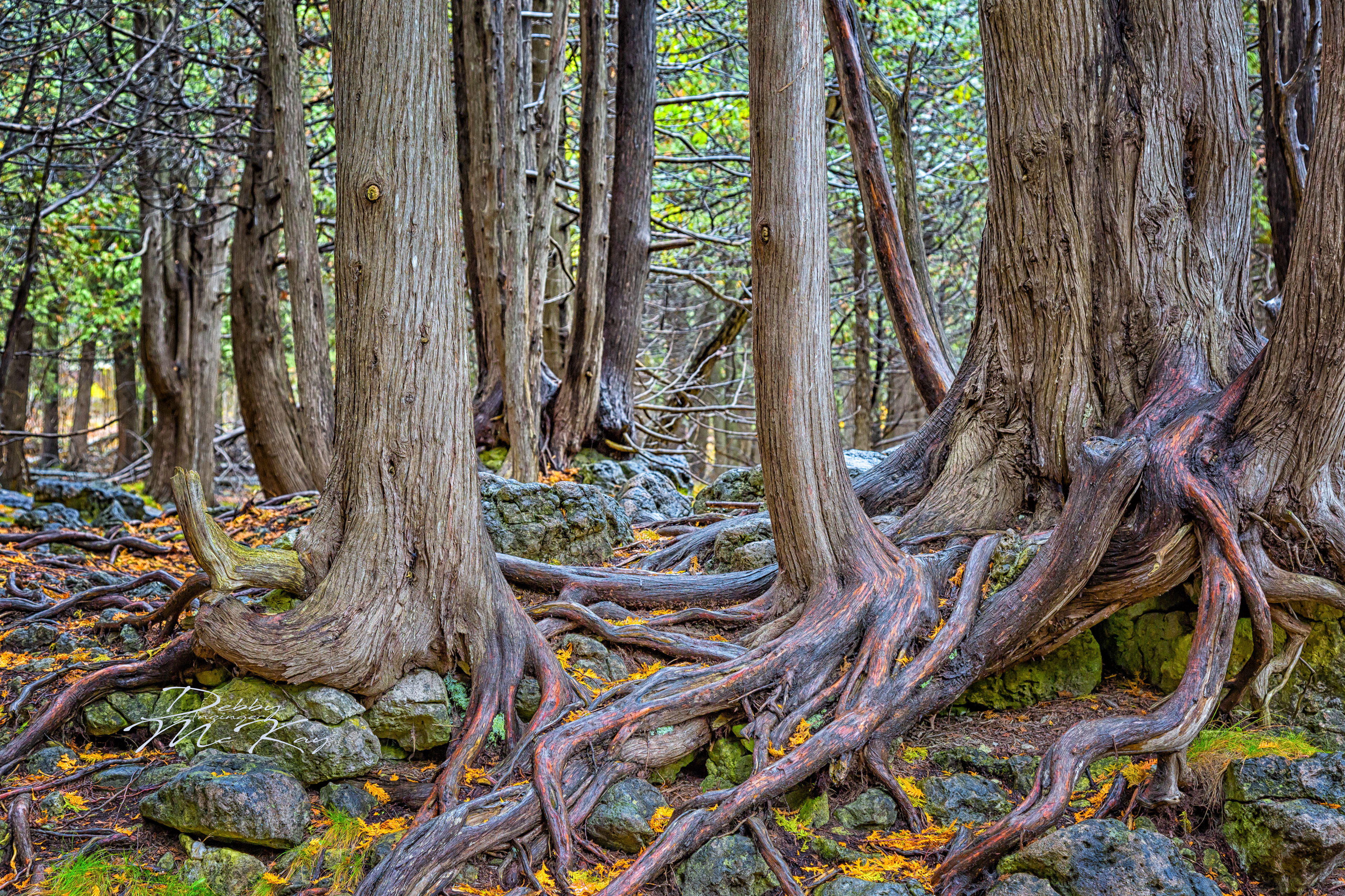 Remember your Roots