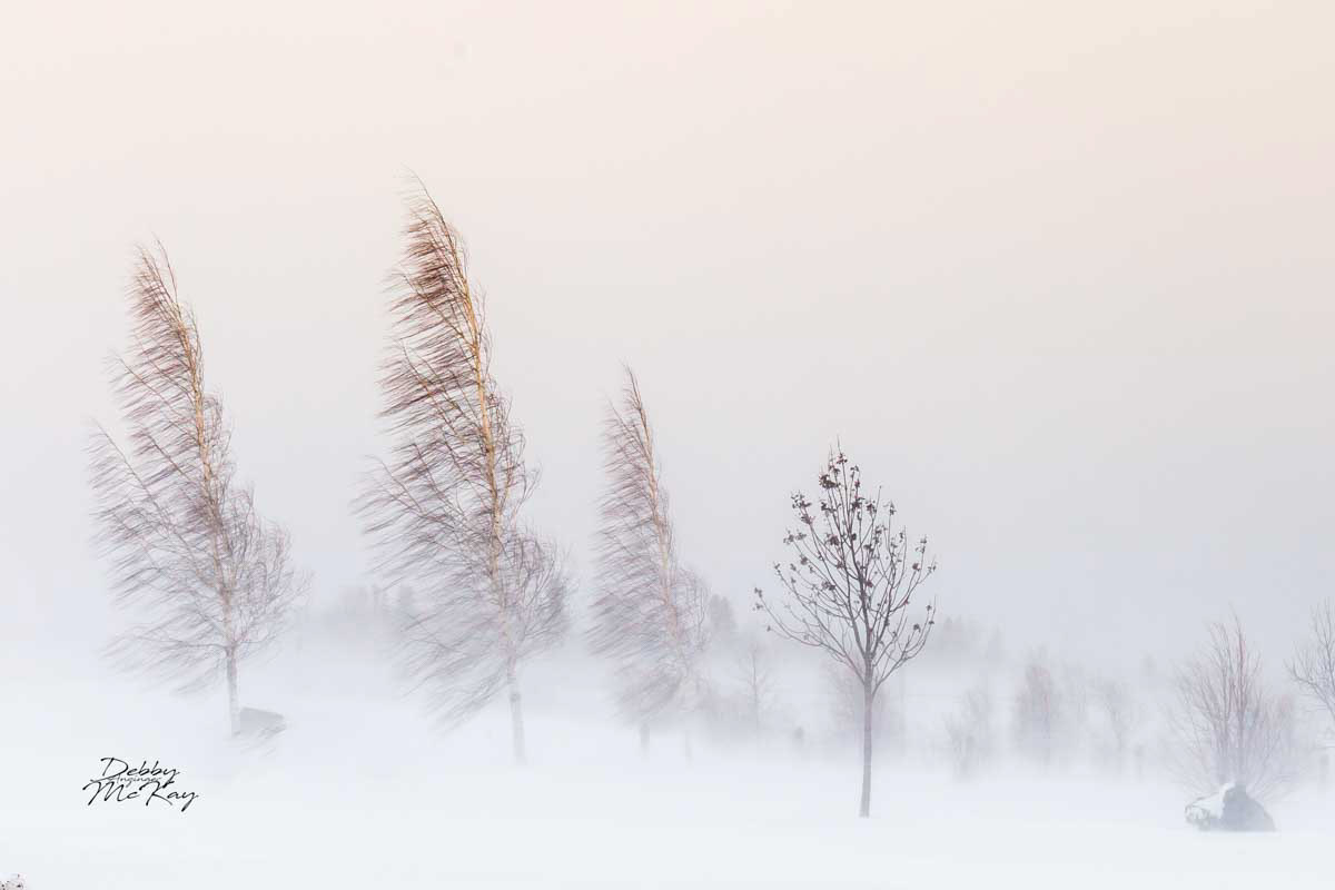 The First Storm