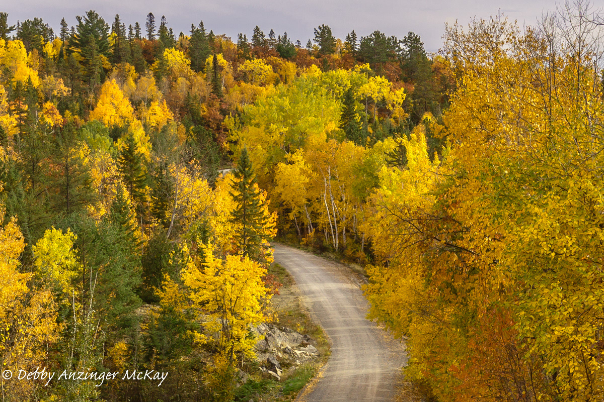 Fall Colours