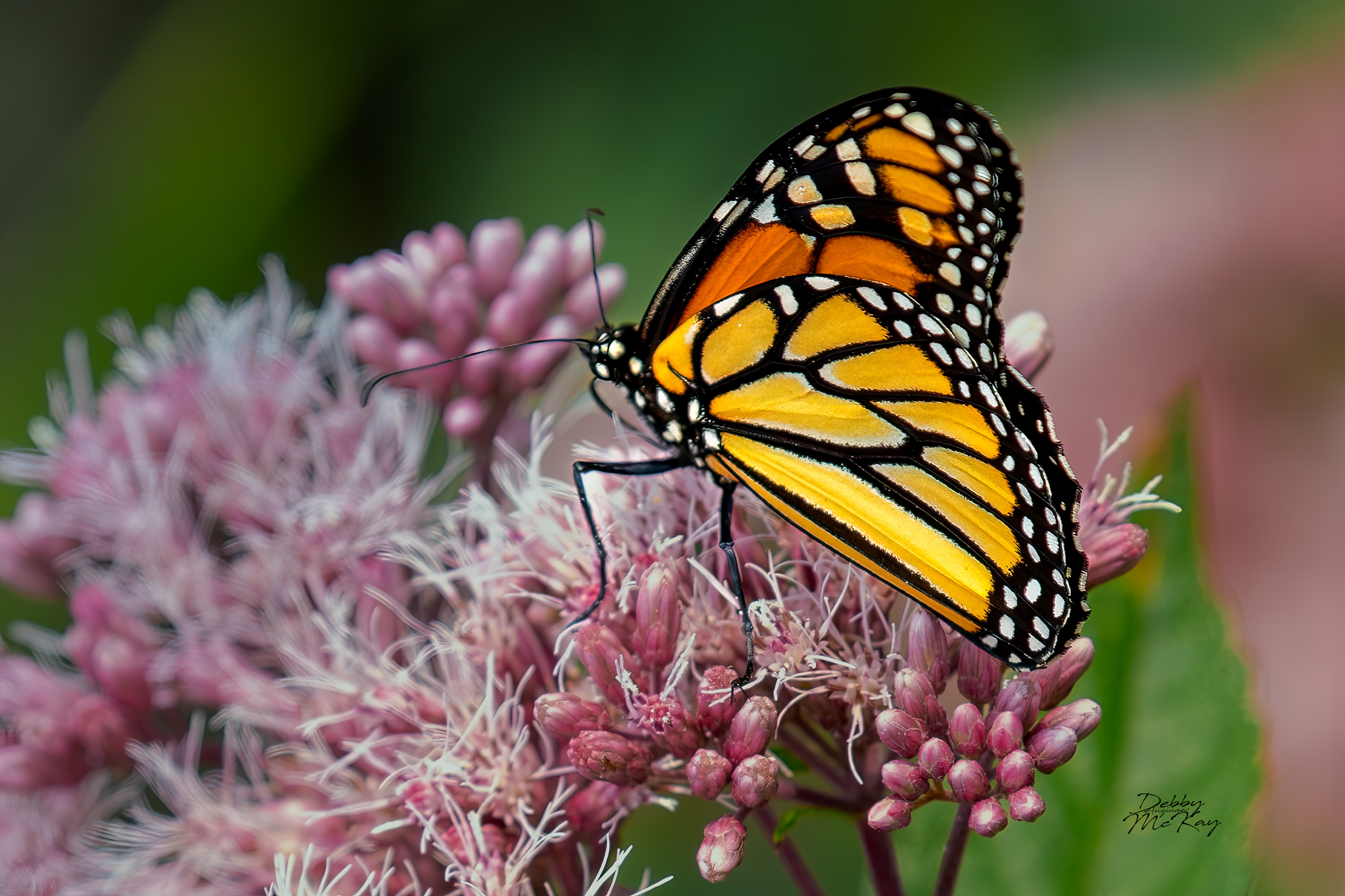Monarch Butterfly