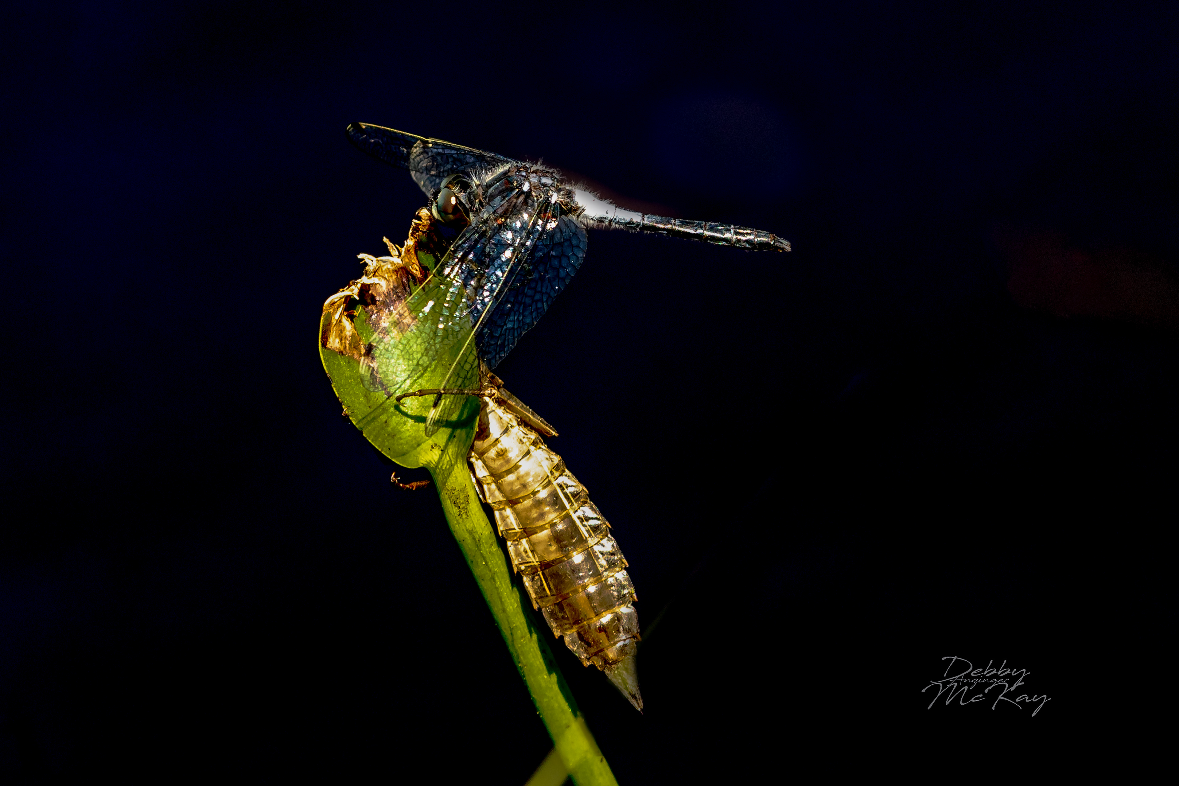 emerging Dragonfly