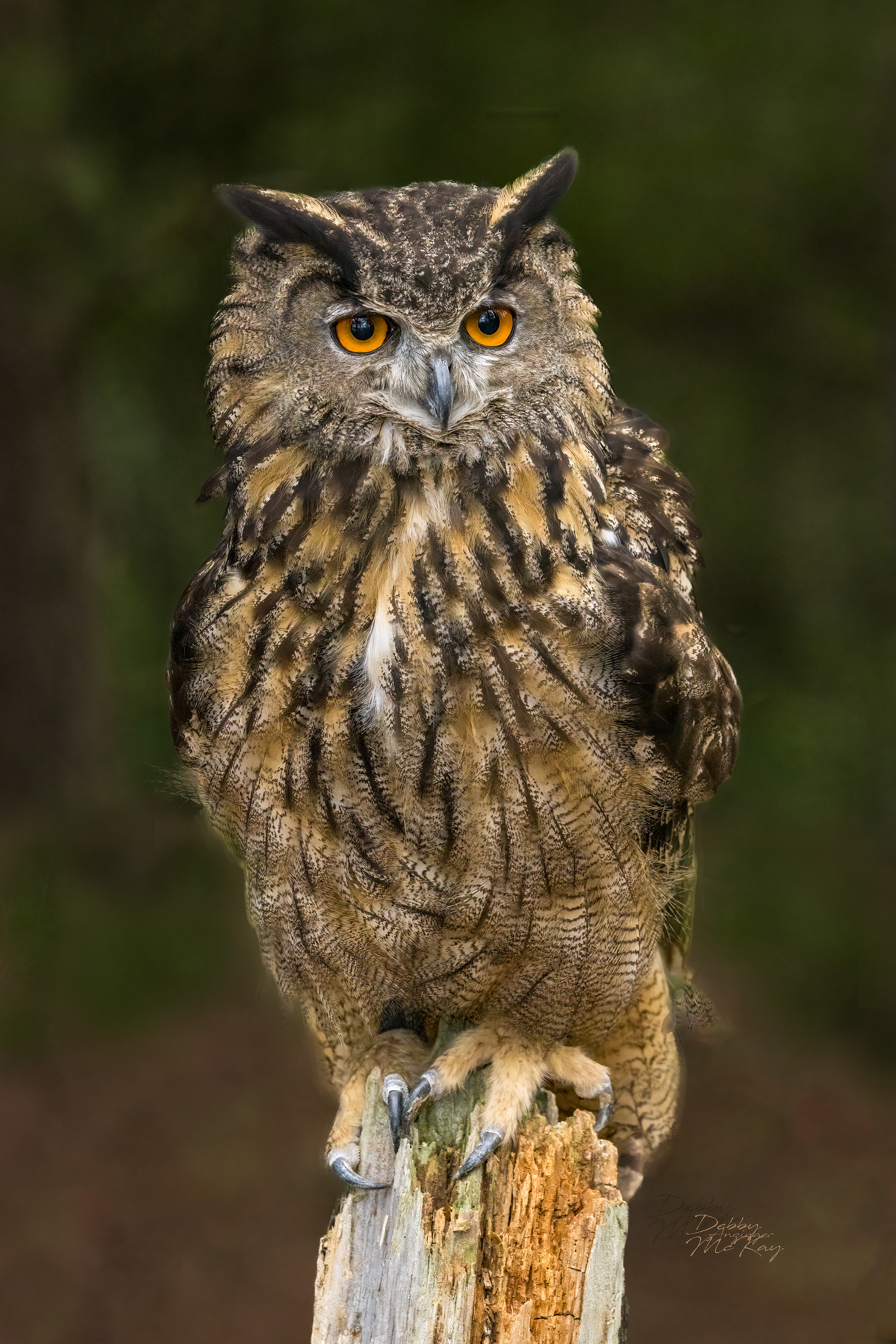 Eurasian Eagle-Owl