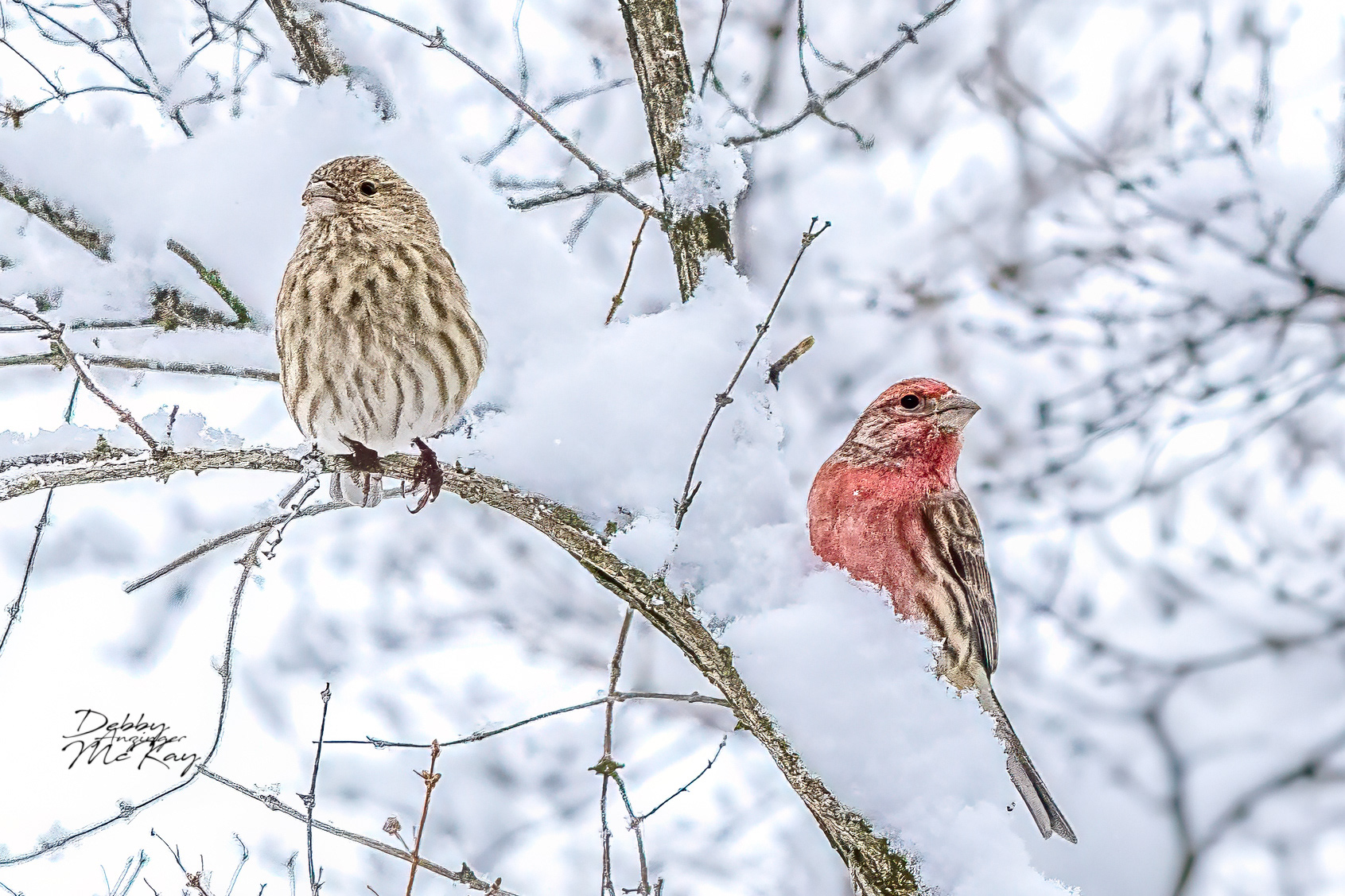 Pine Siskin and House Finch