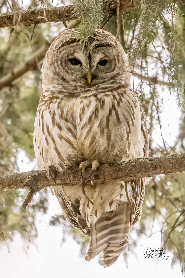 Barred Owl