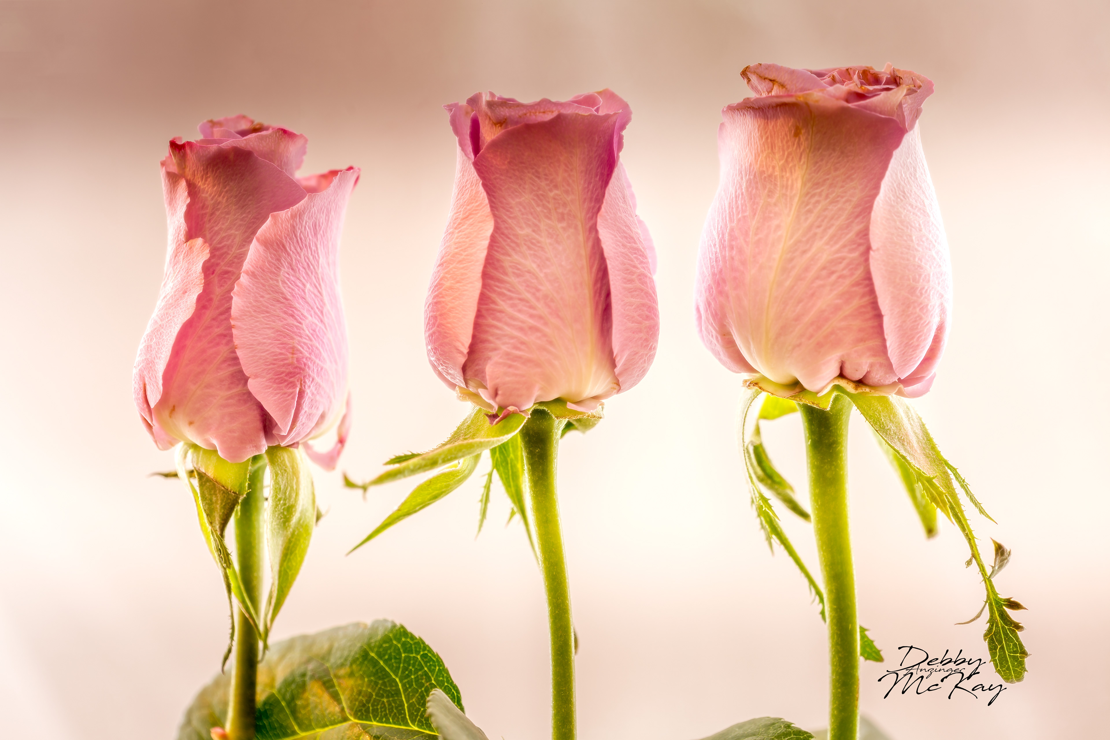 3 Roses