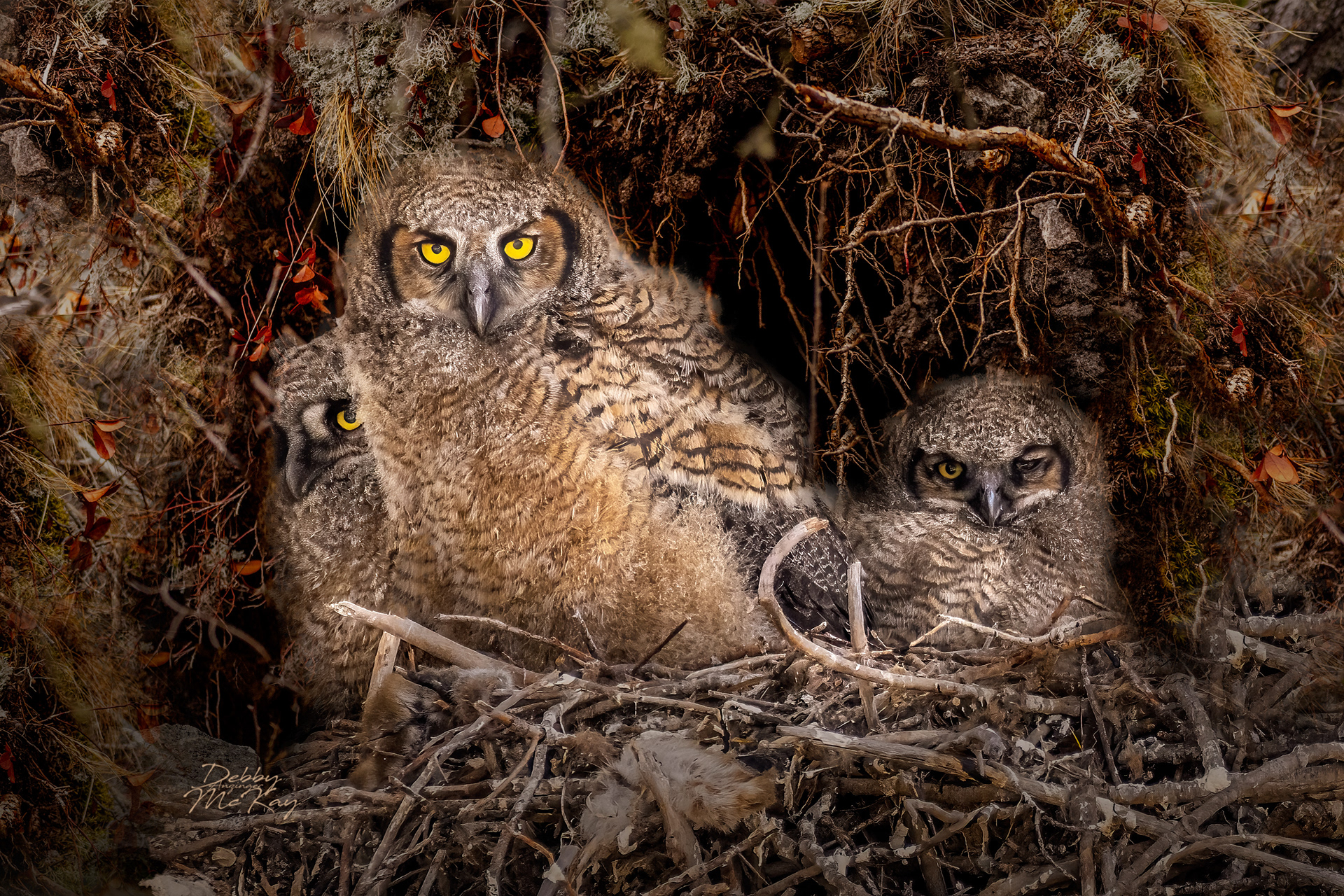 Great Horned Owlets