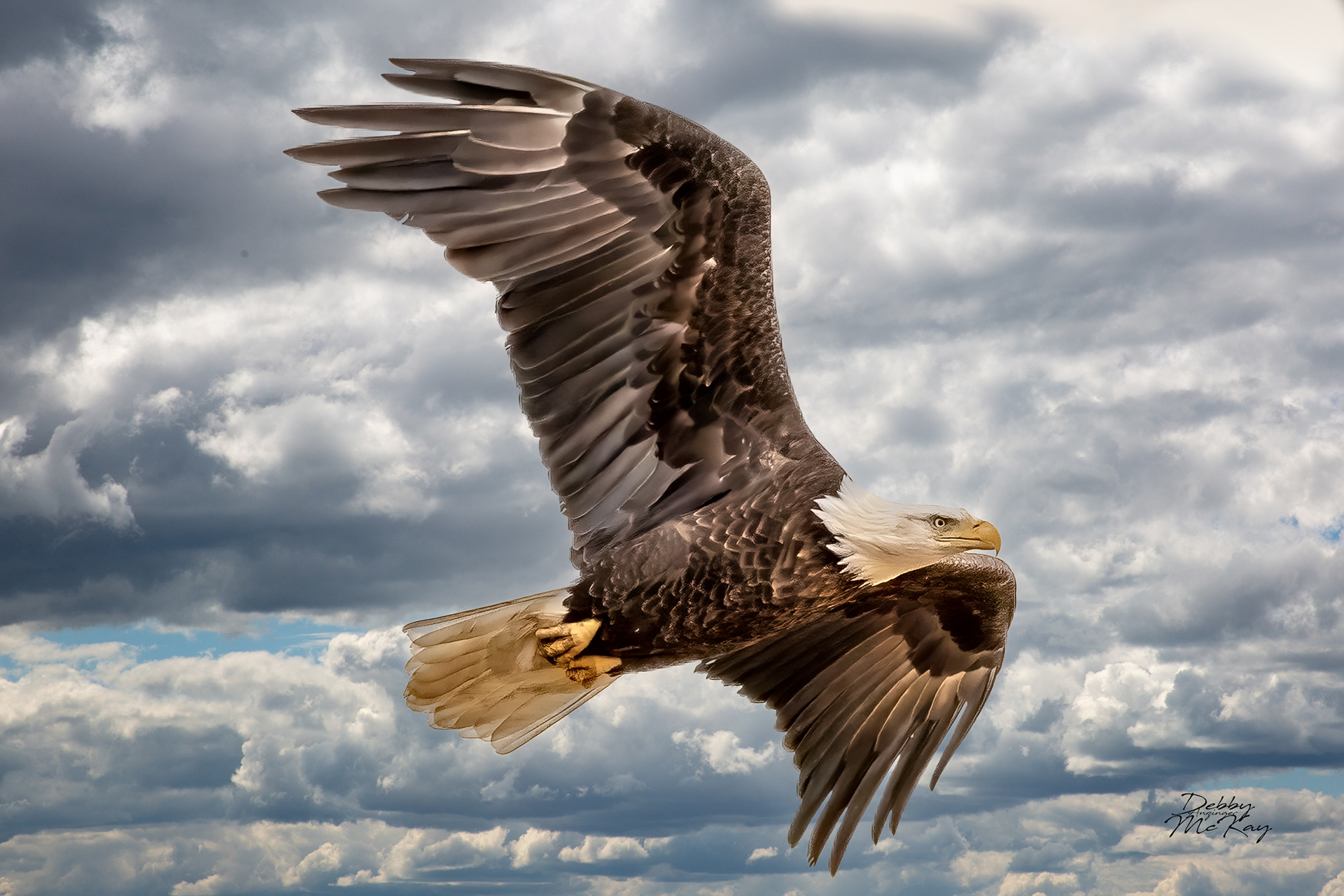 Bald Eagle