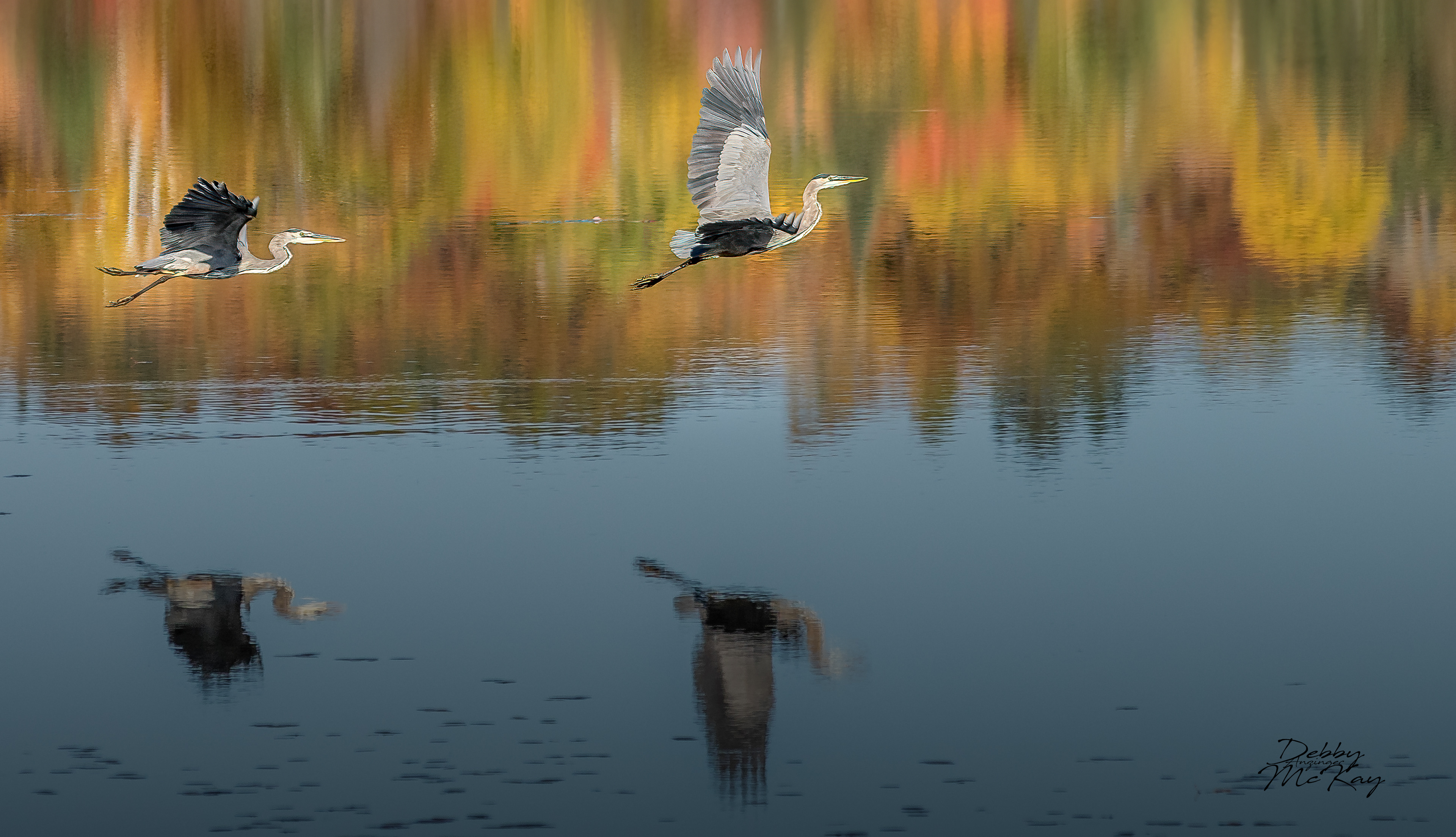 Great Blue Herons in flight