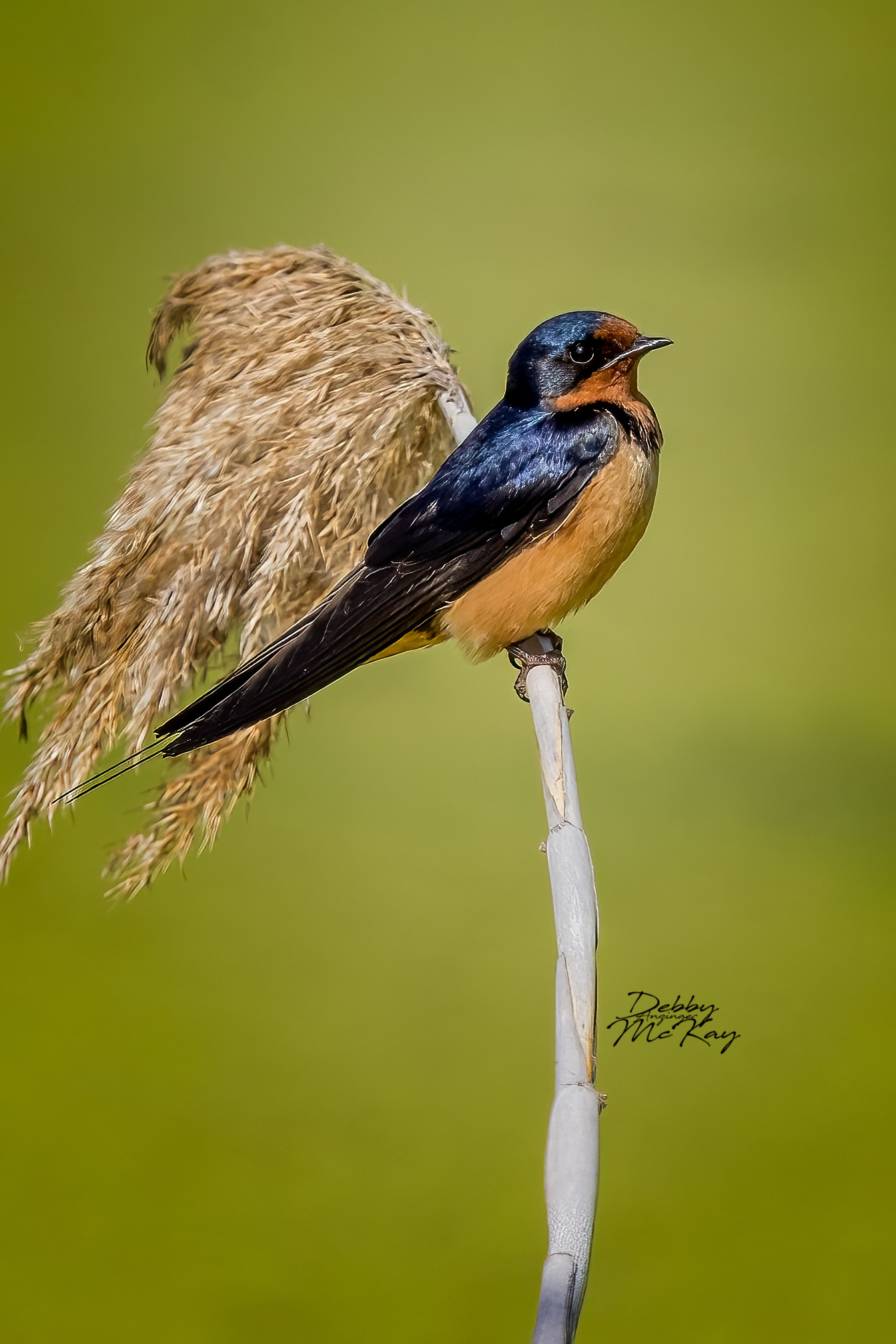 Barn Swallow