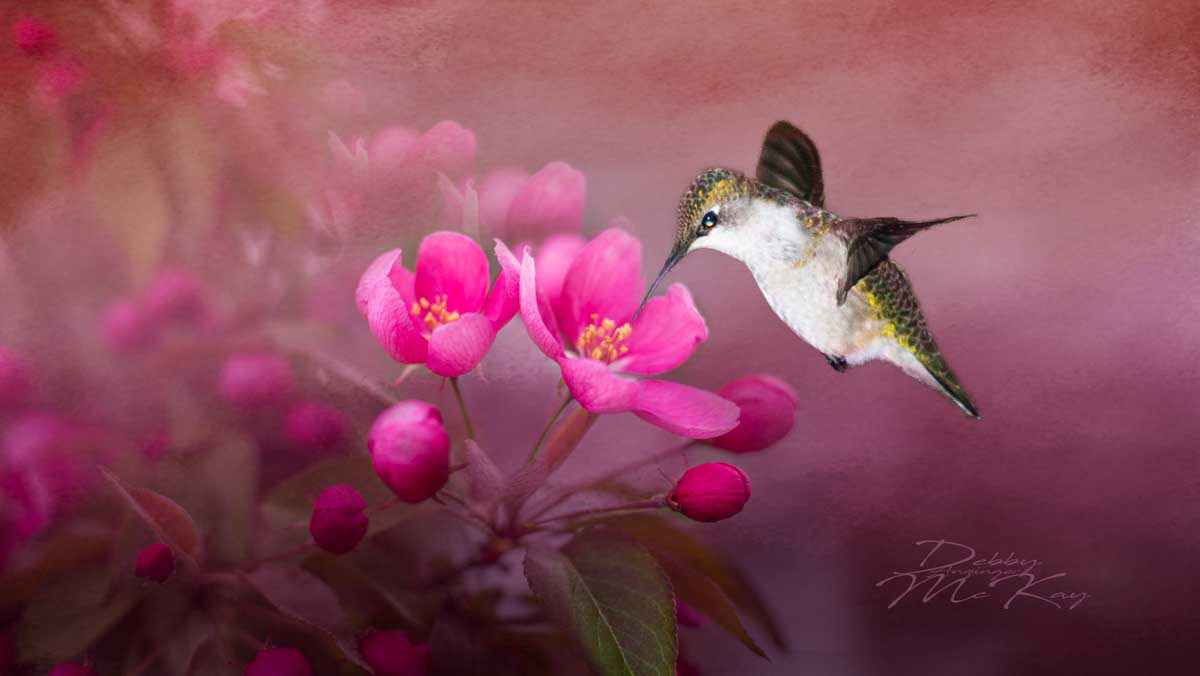 Hummingbird and blossoms