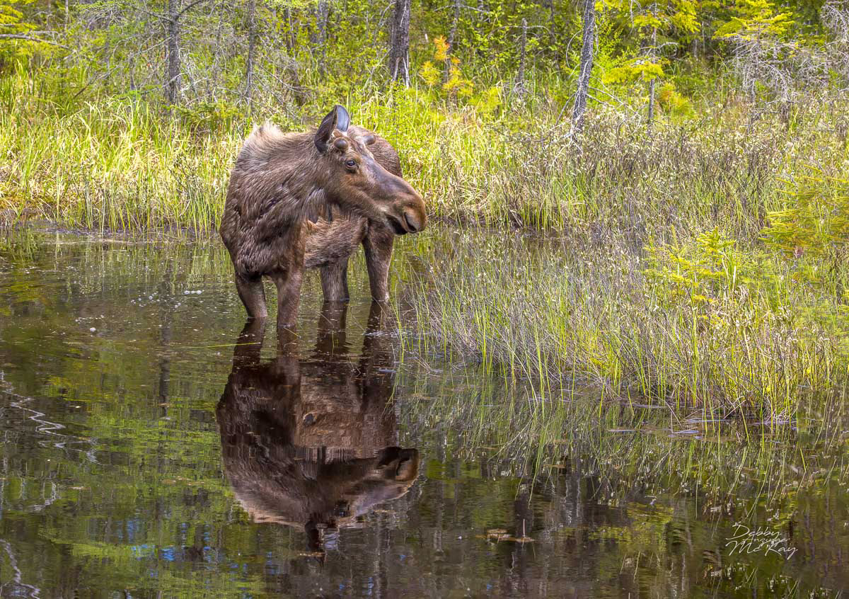 Young Bull Moose