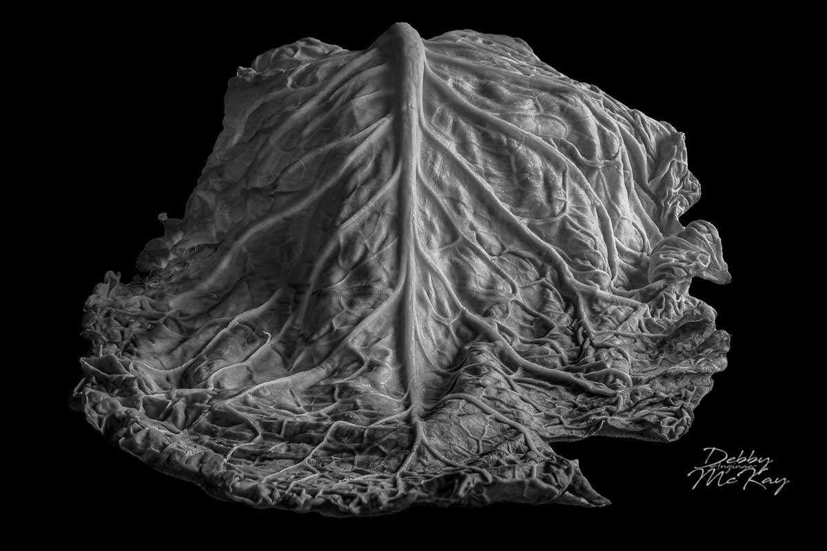 Cabbage Leaf