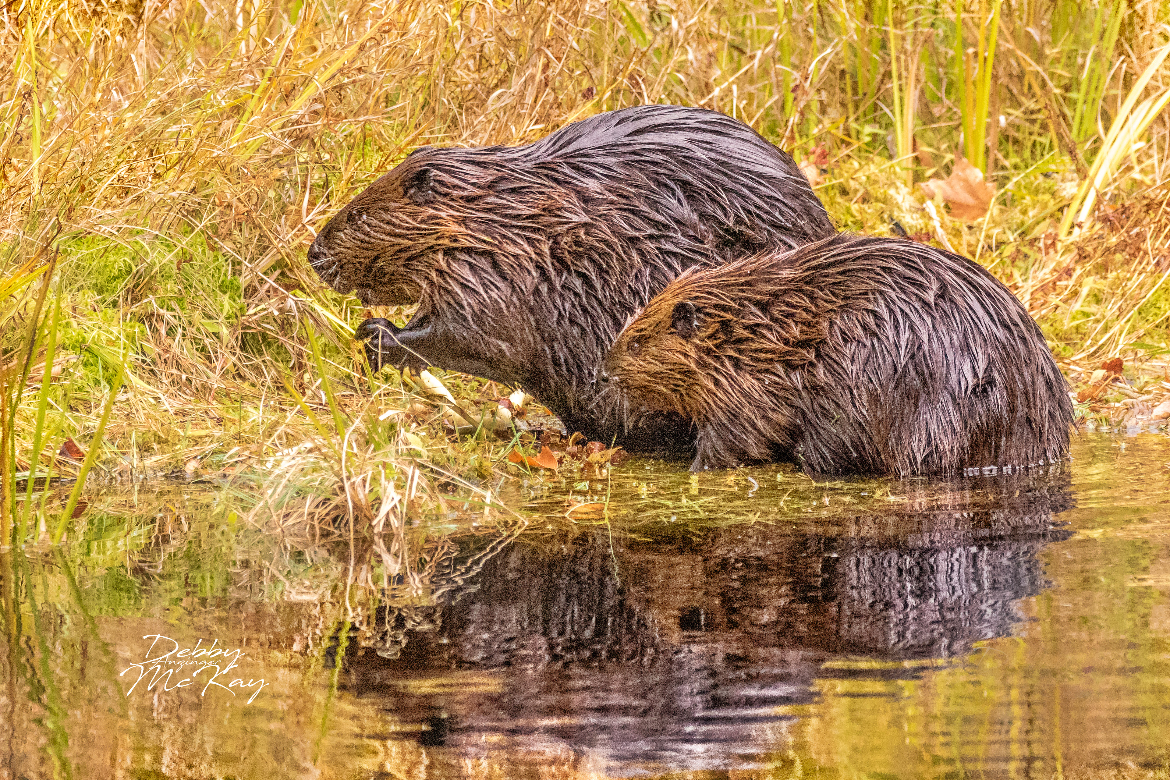 Beaver and kit