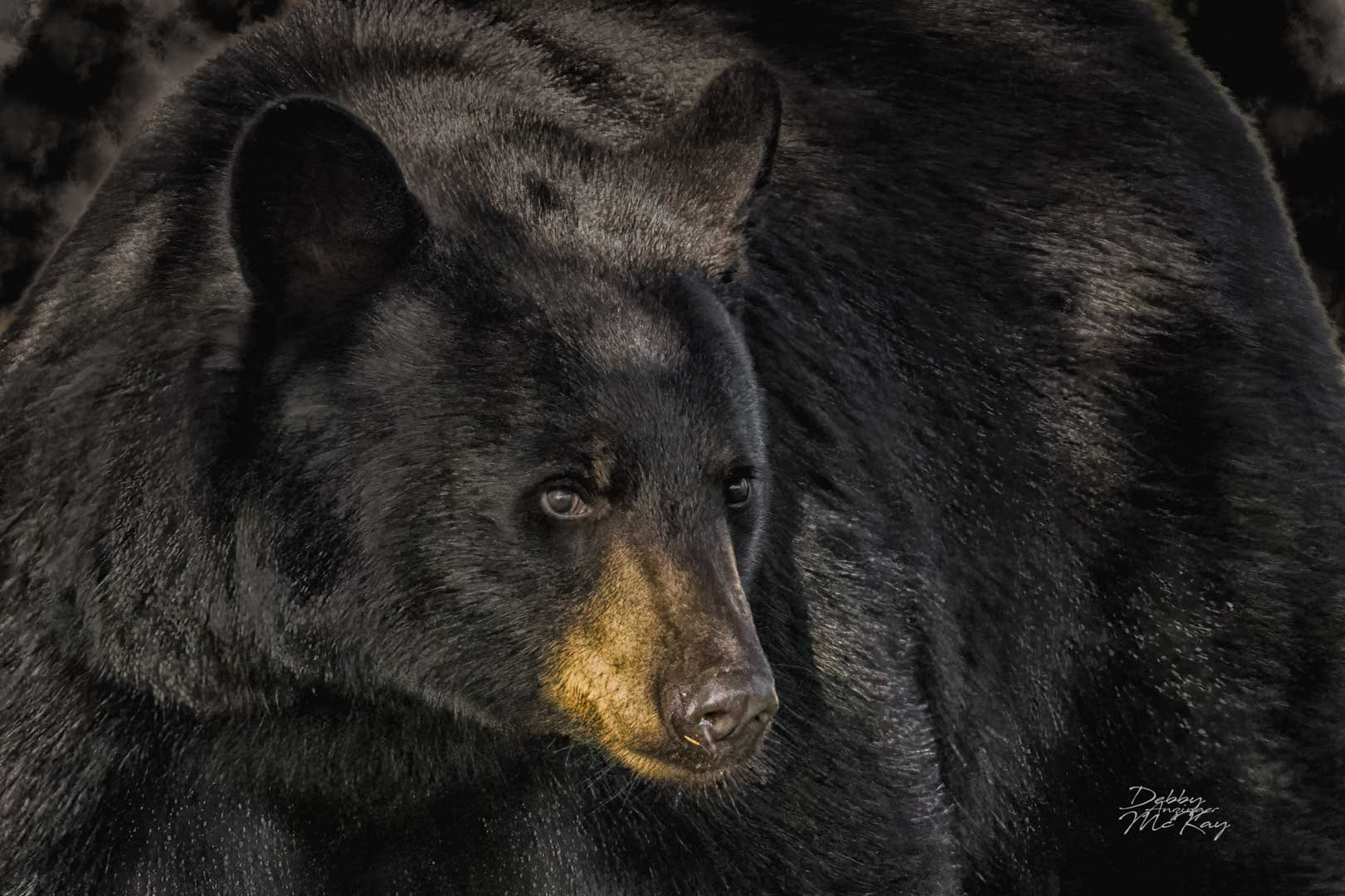 Black Bear #1