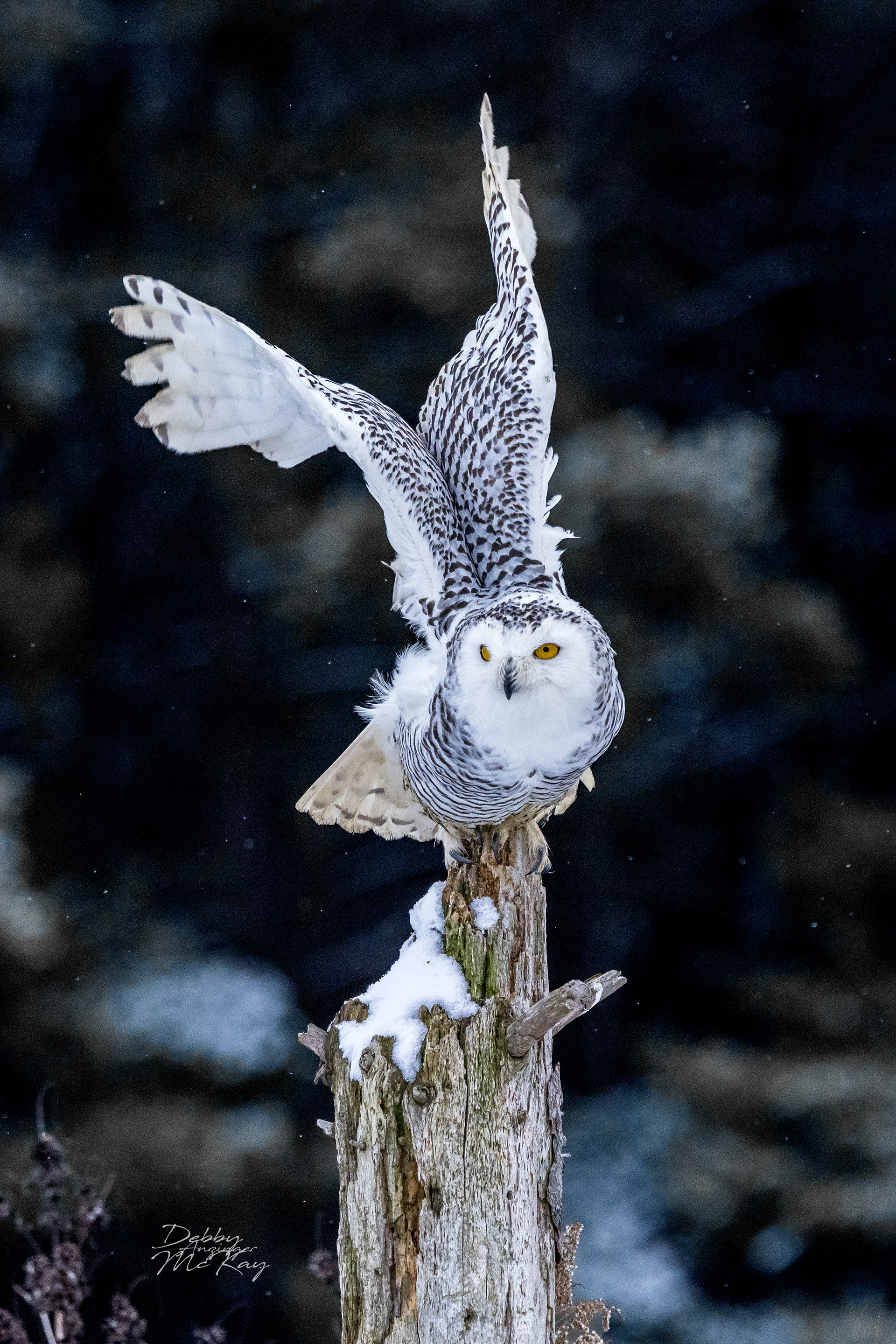 Snowy Owl (female)