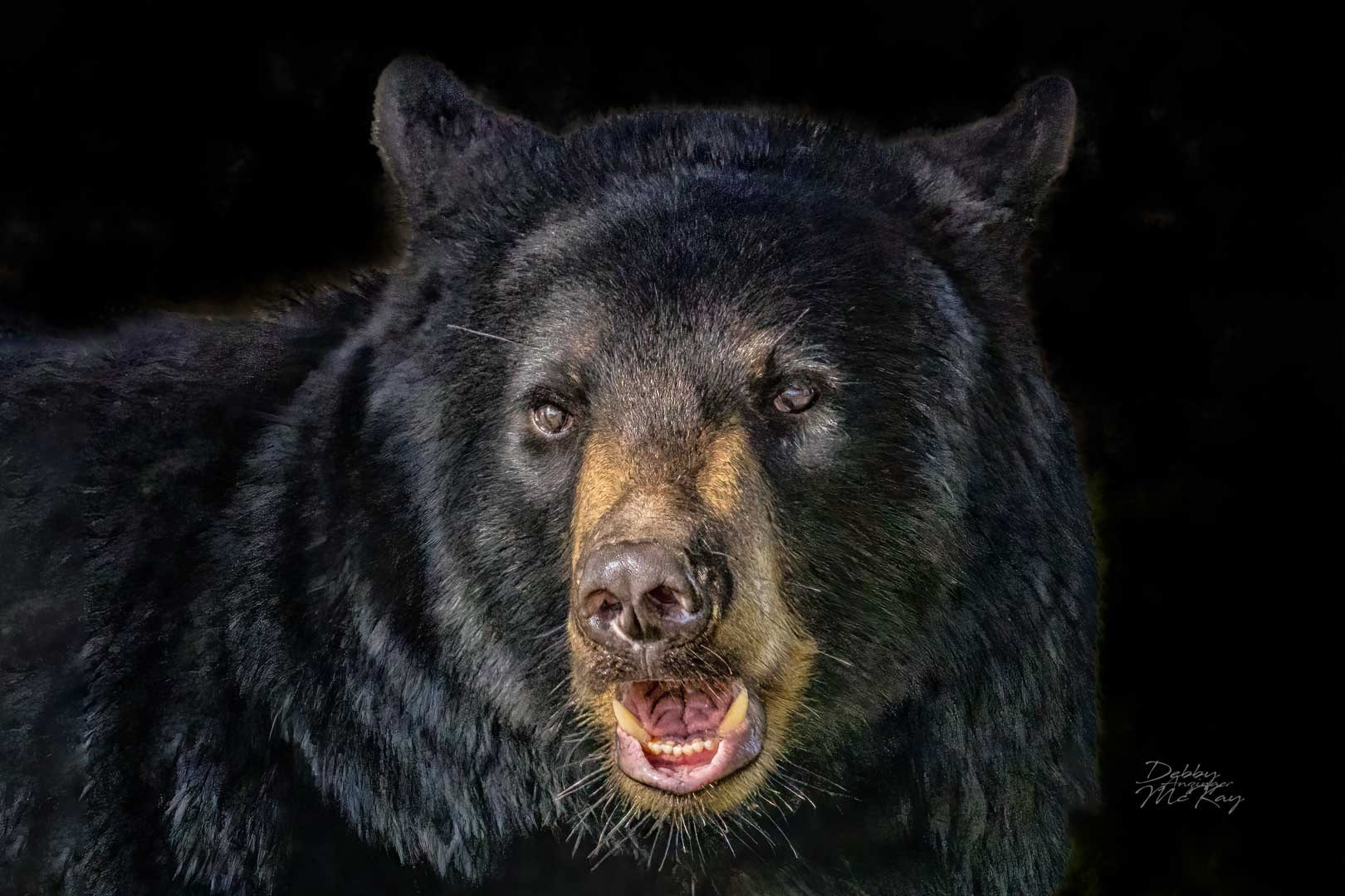 Black Bear #2