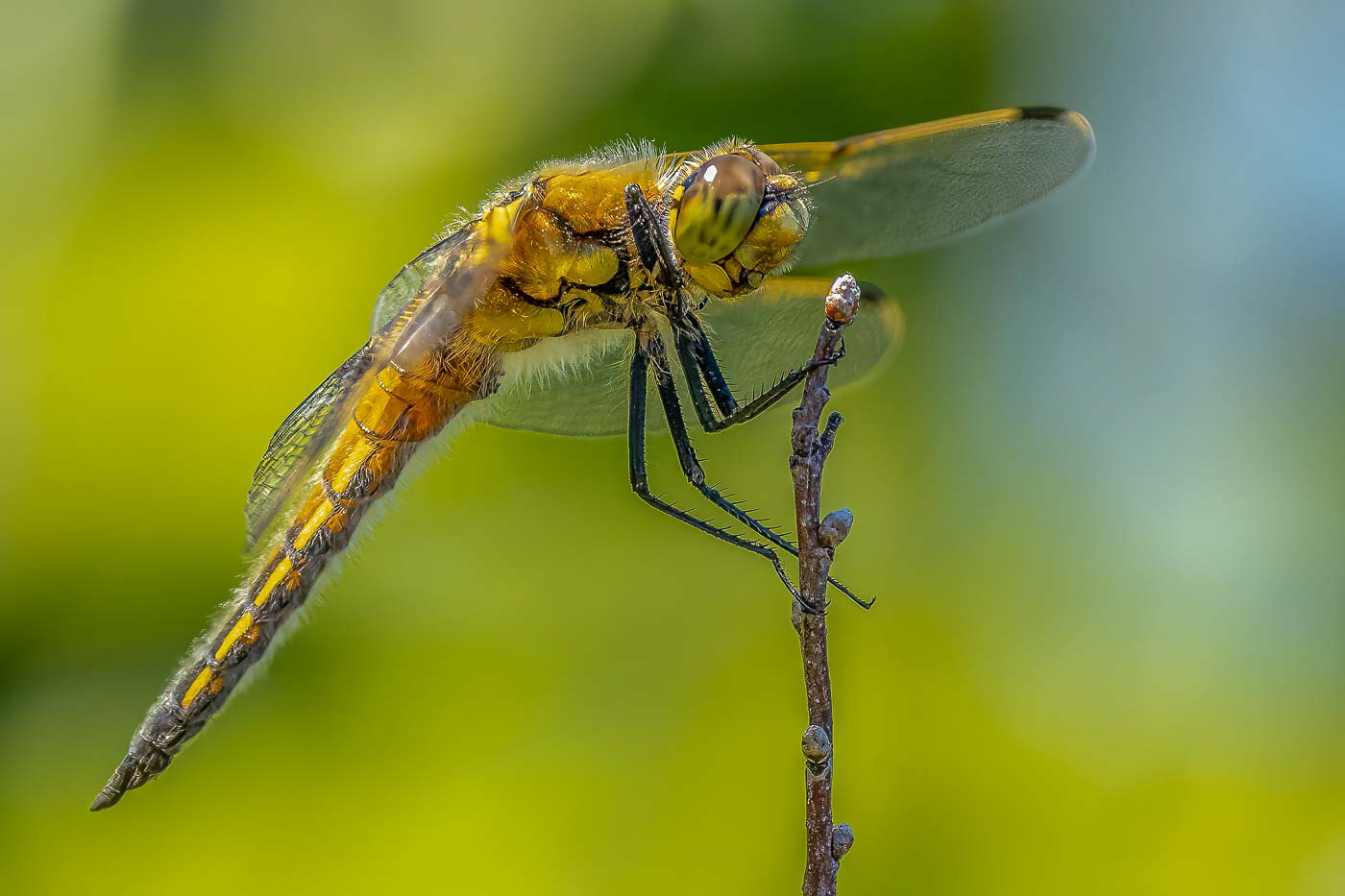 Four-spotted Skimmer