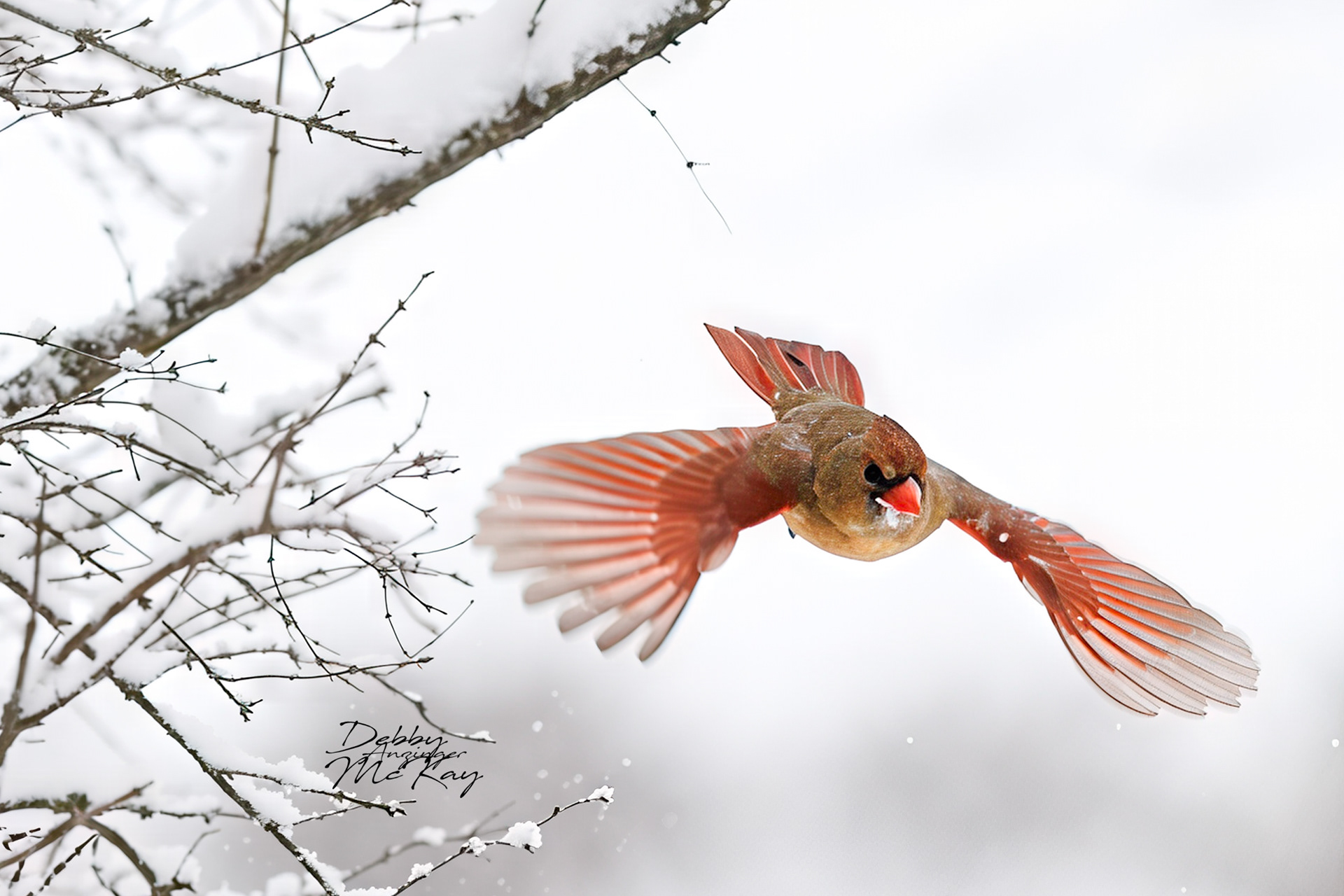 Northern Cardinal