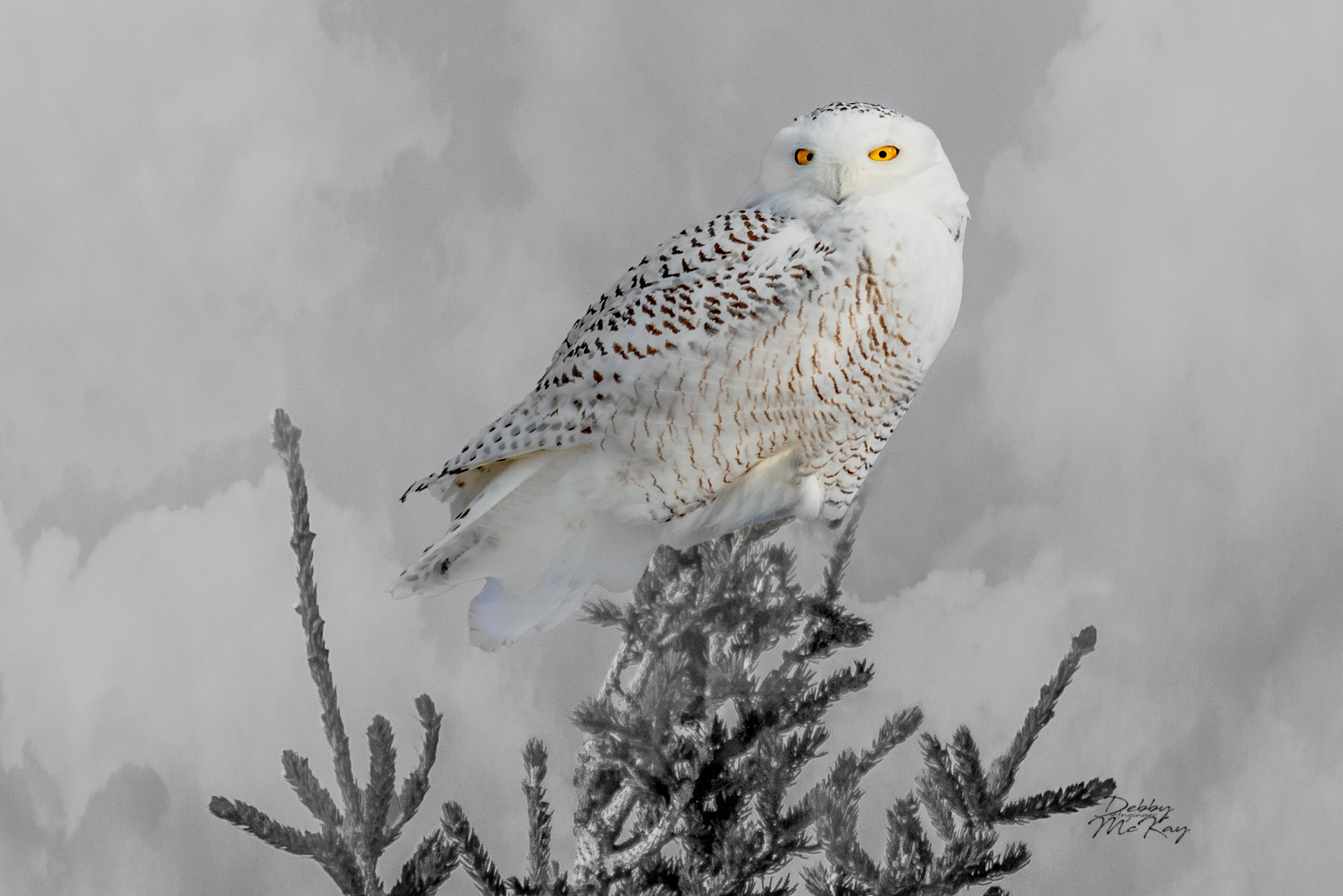 Female Snowy Owl on tree top