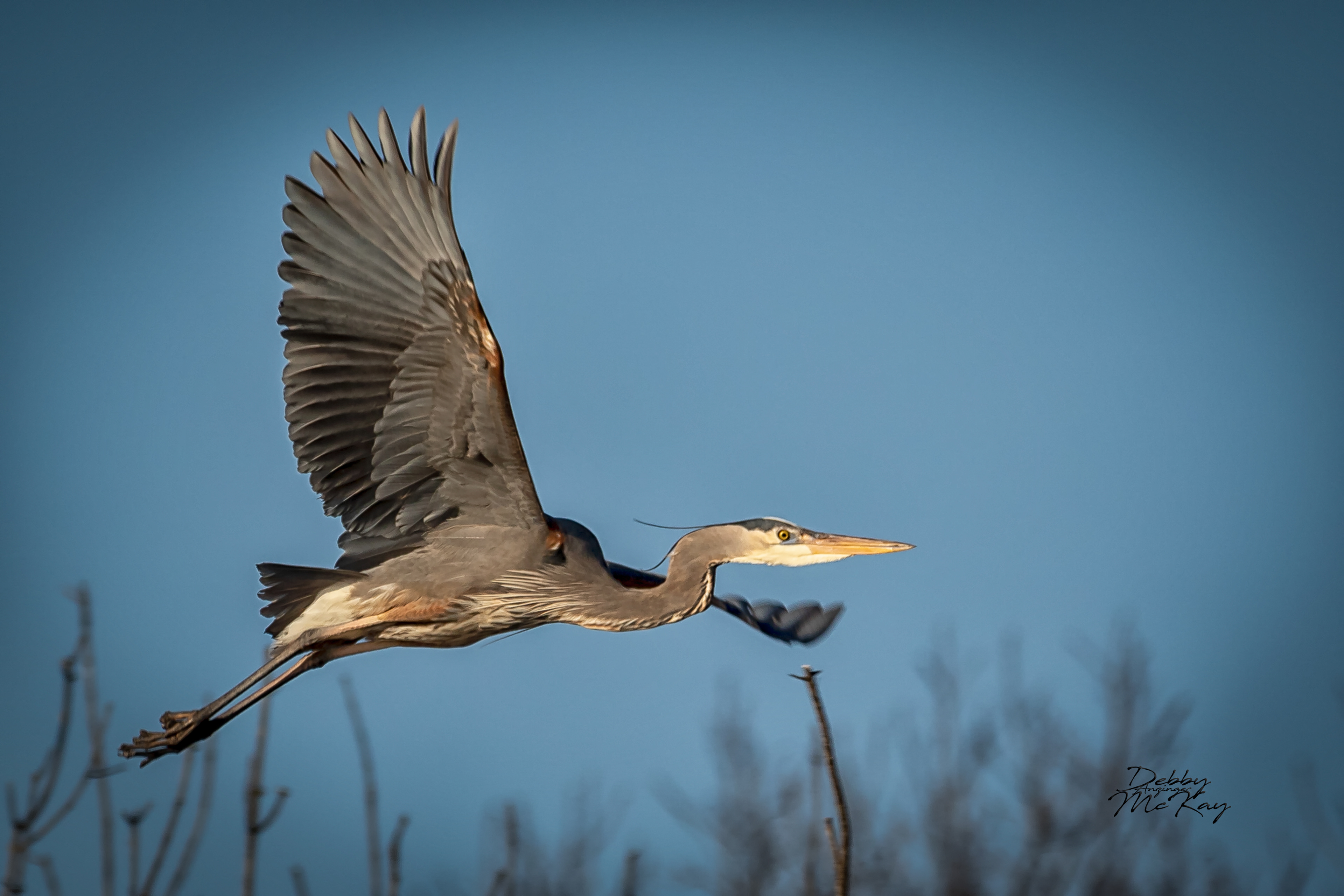 Great Blue Heron