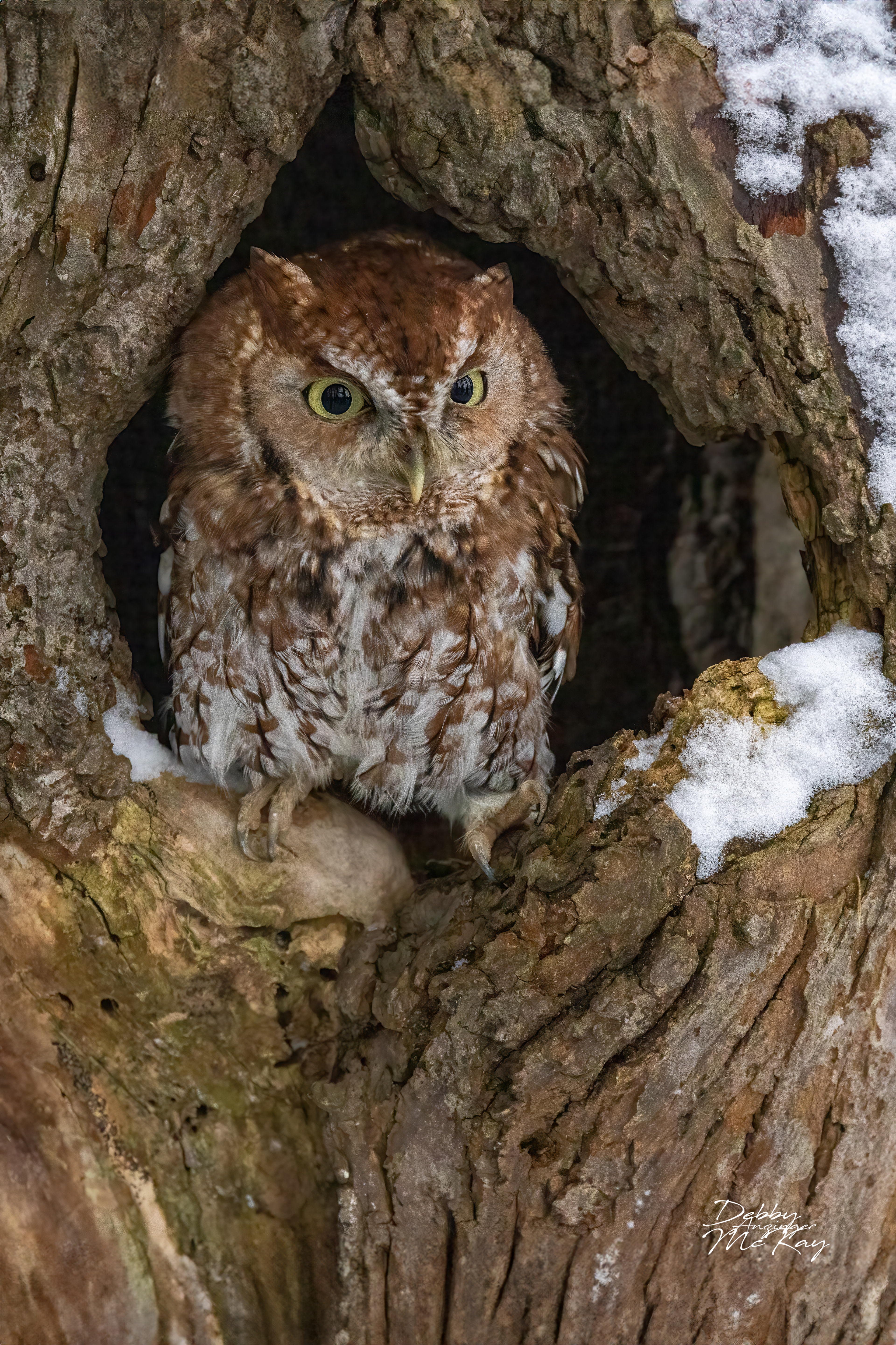 Eastern Screech Owl (winter)