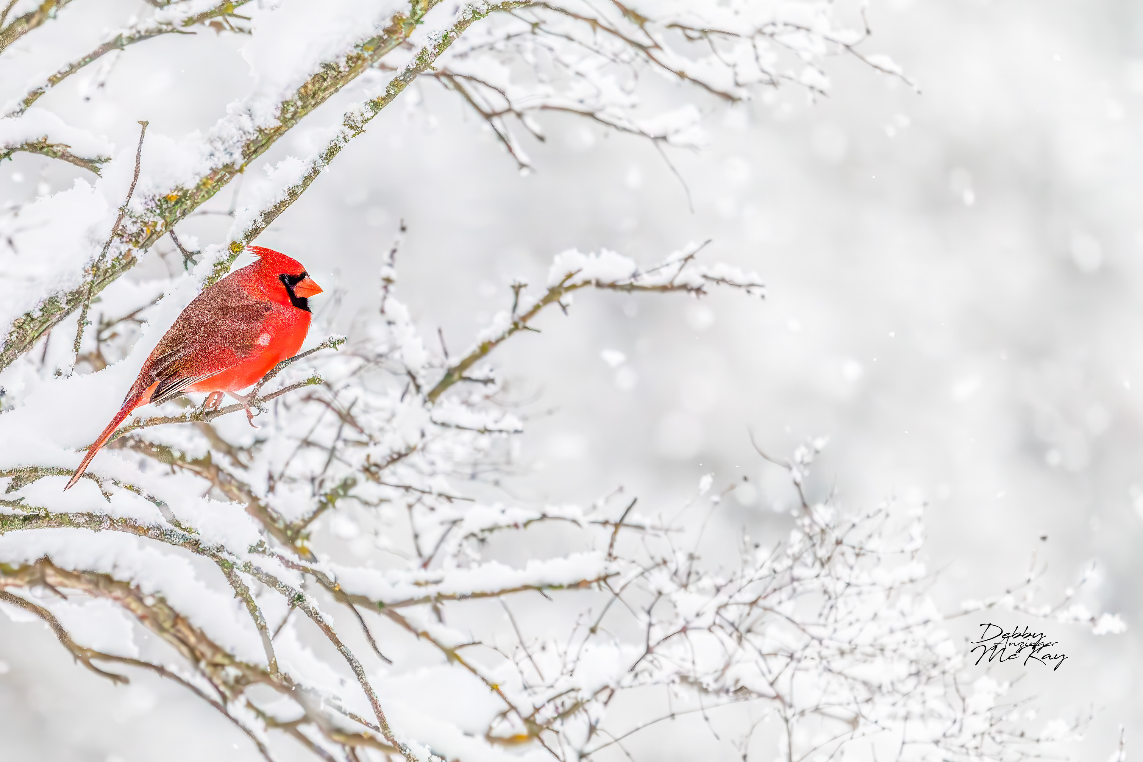 Northern Cardinal (Male)