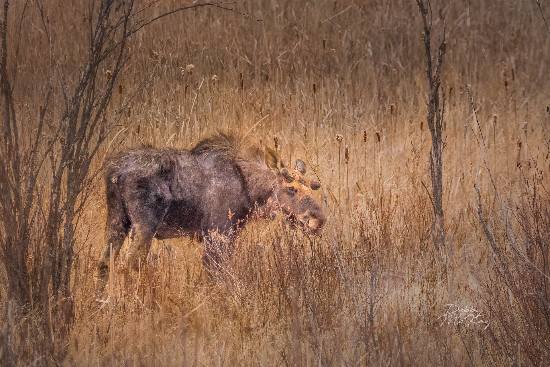 Young Bull Moose