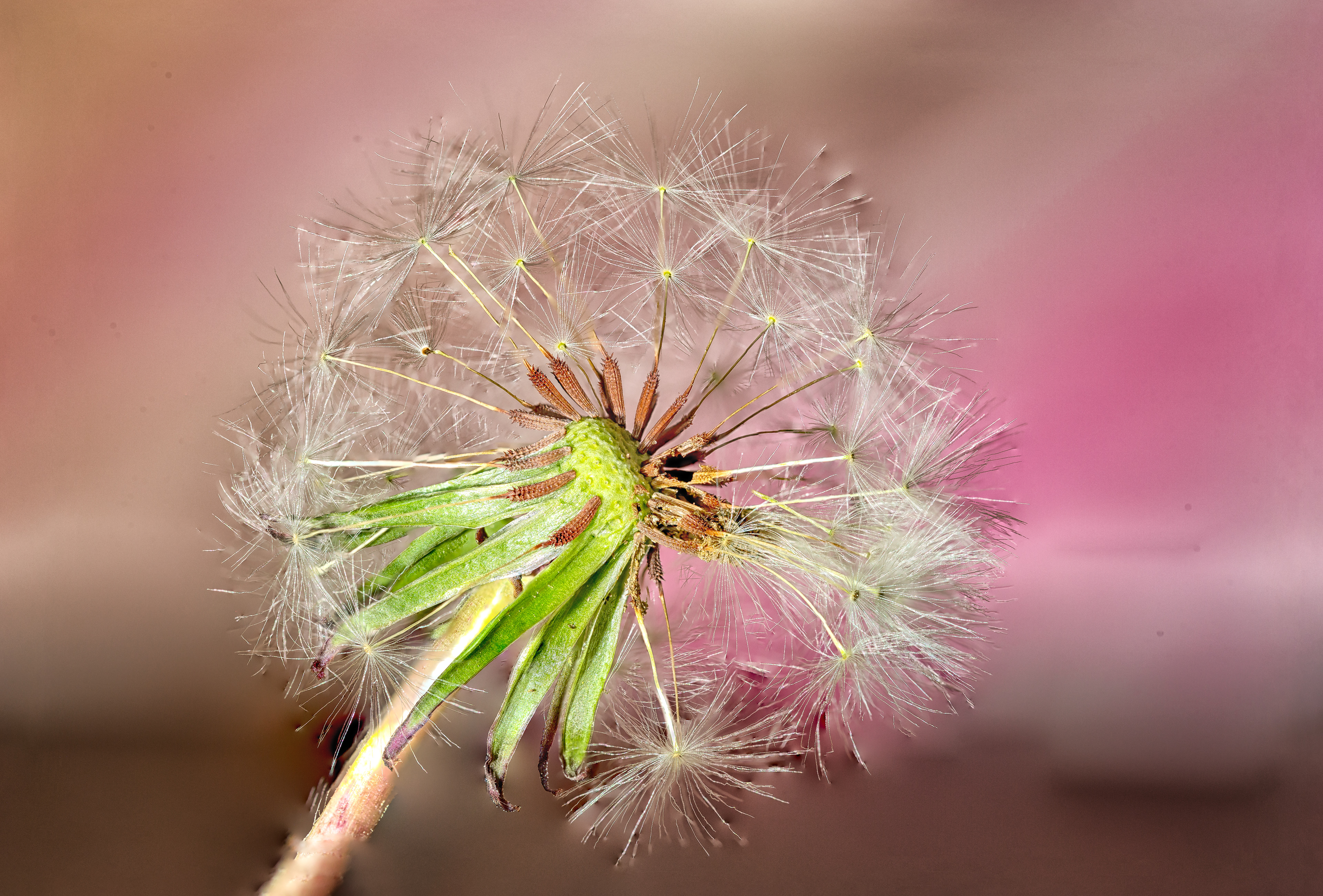 Dandelion