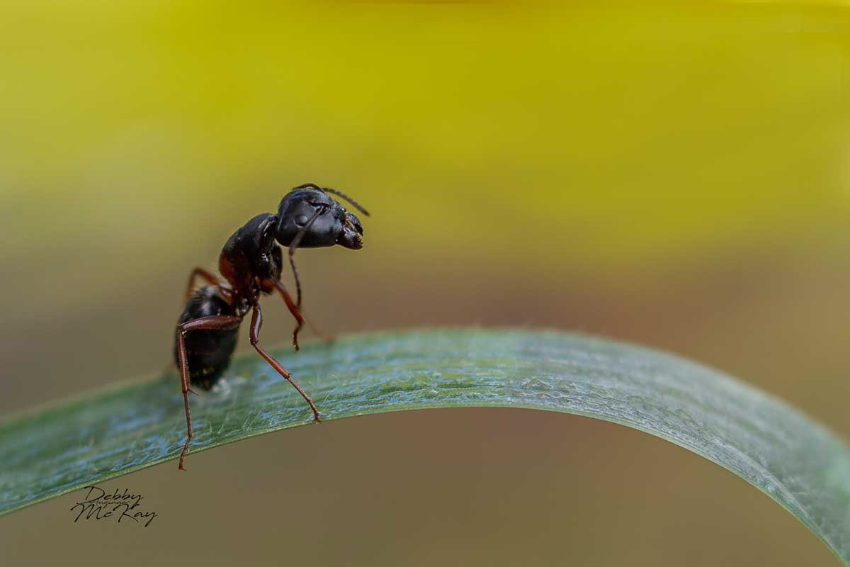 Carpenter Ant