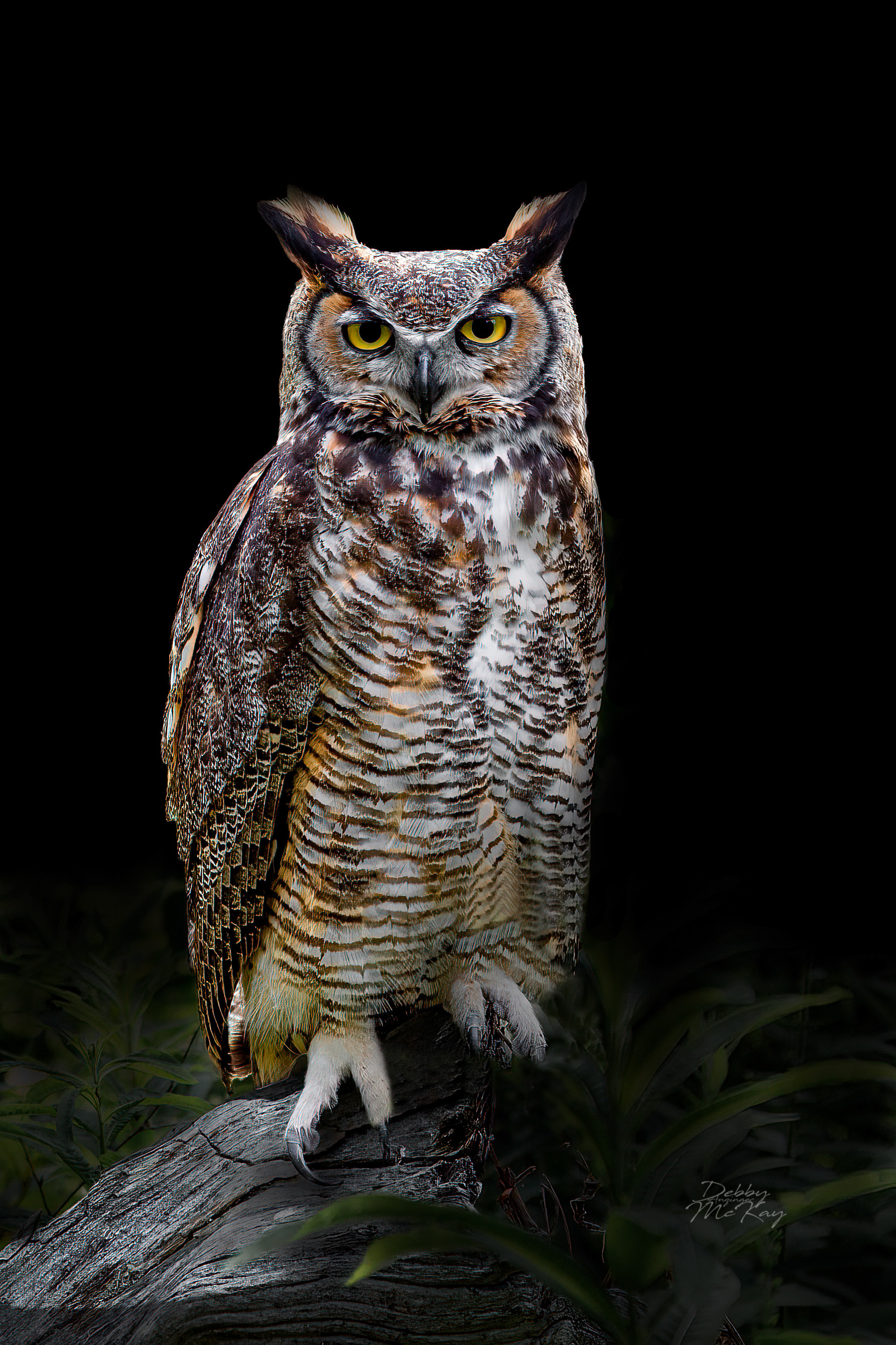 Great Horned Owl