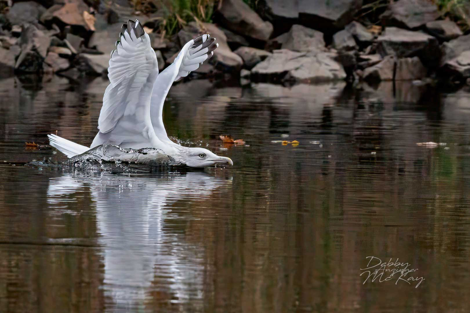 Herring Gull