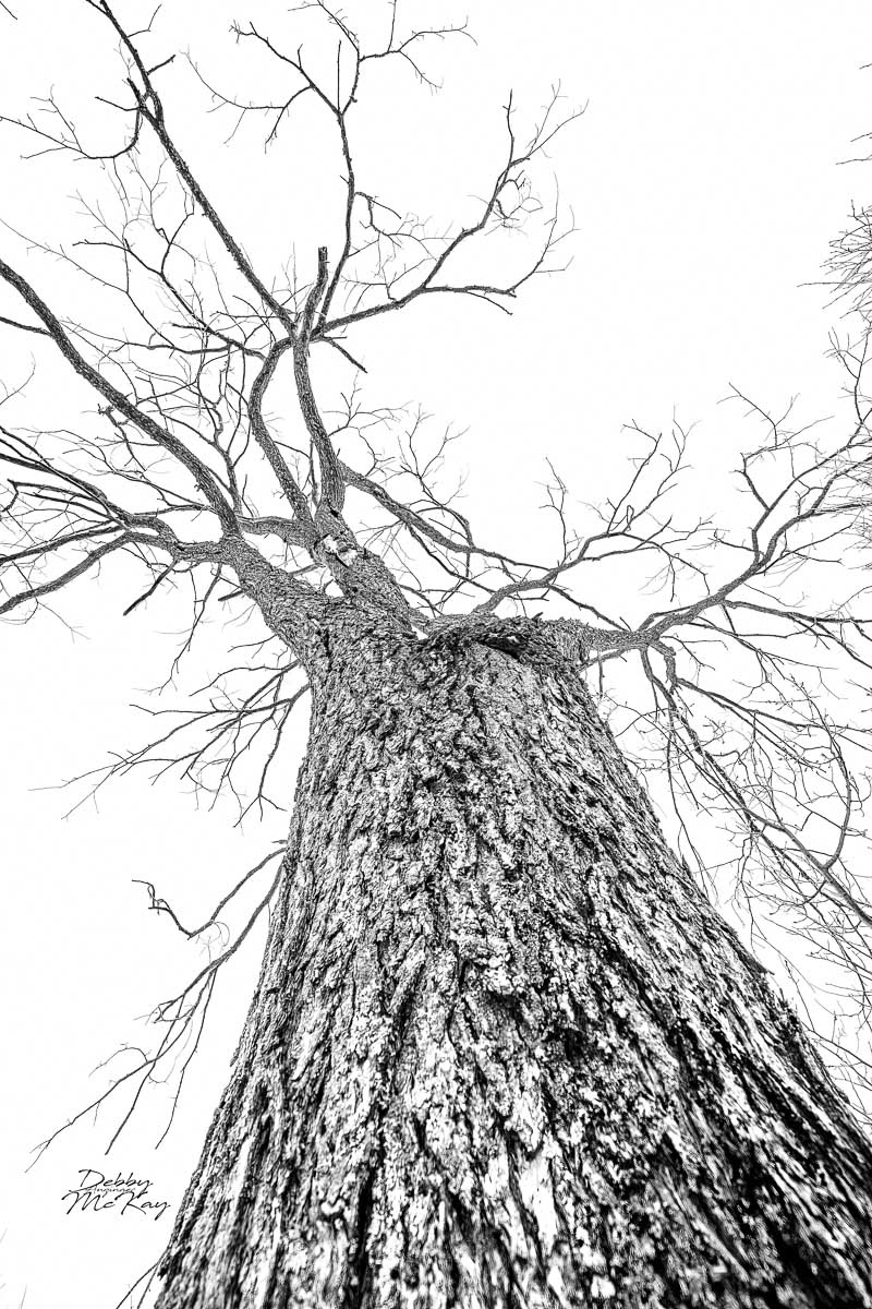 Reach for the sky
