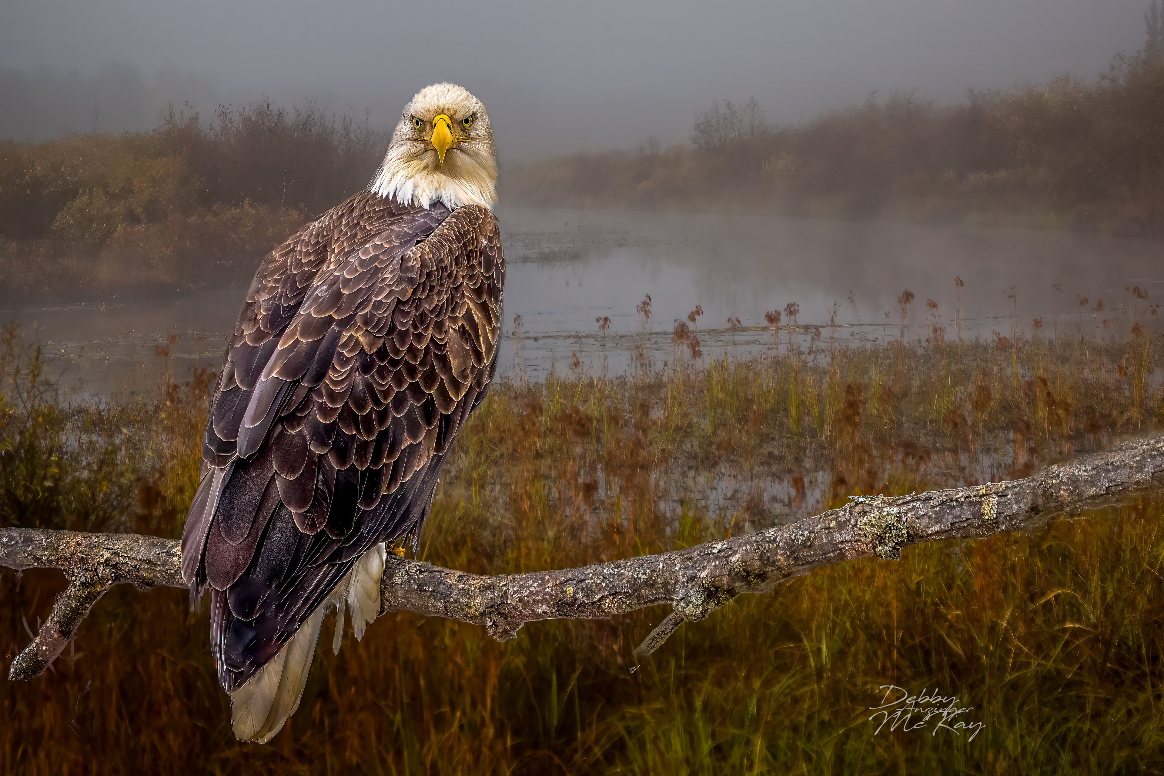 Bald Eagle Stare-down