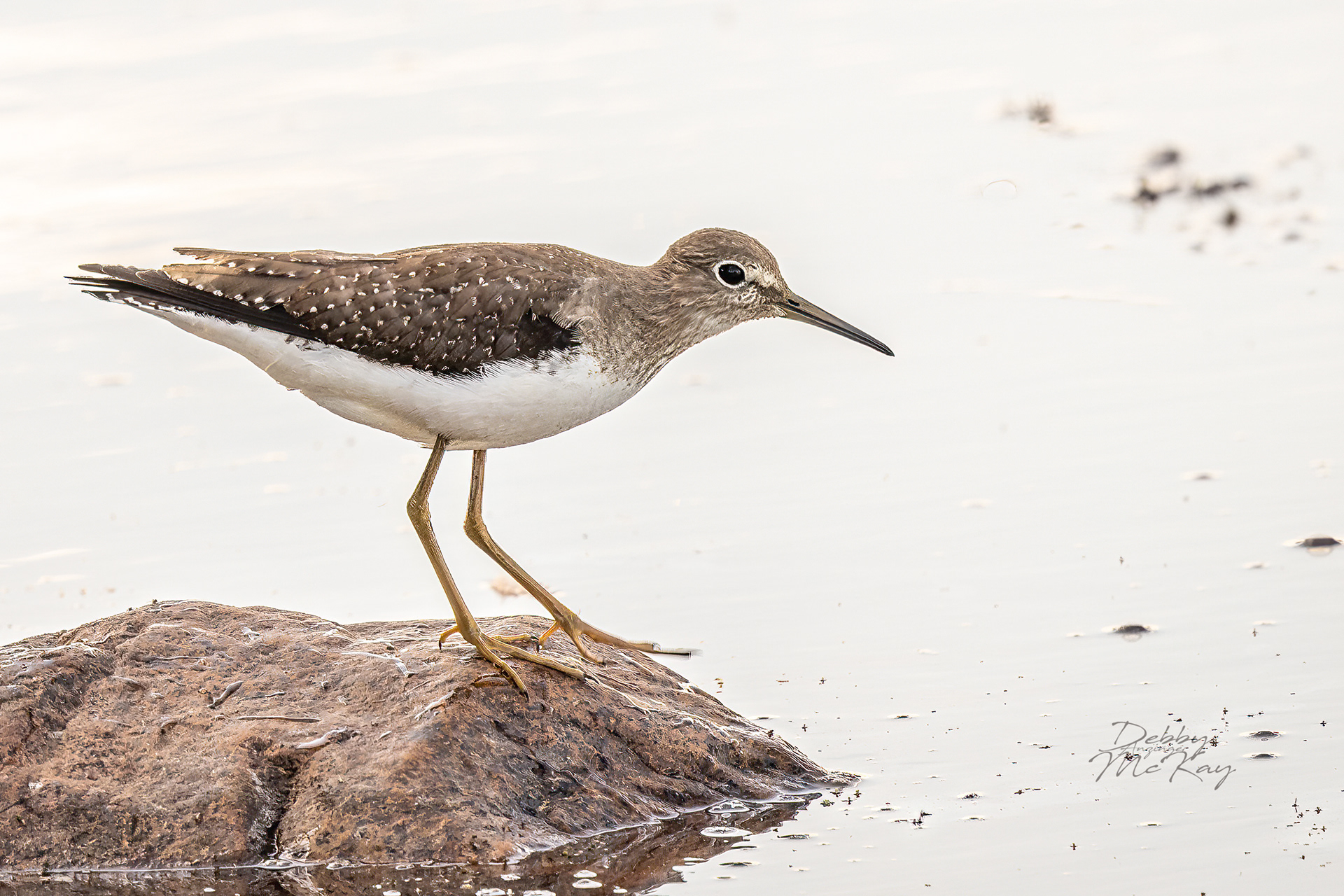 Solitary Sandpiper