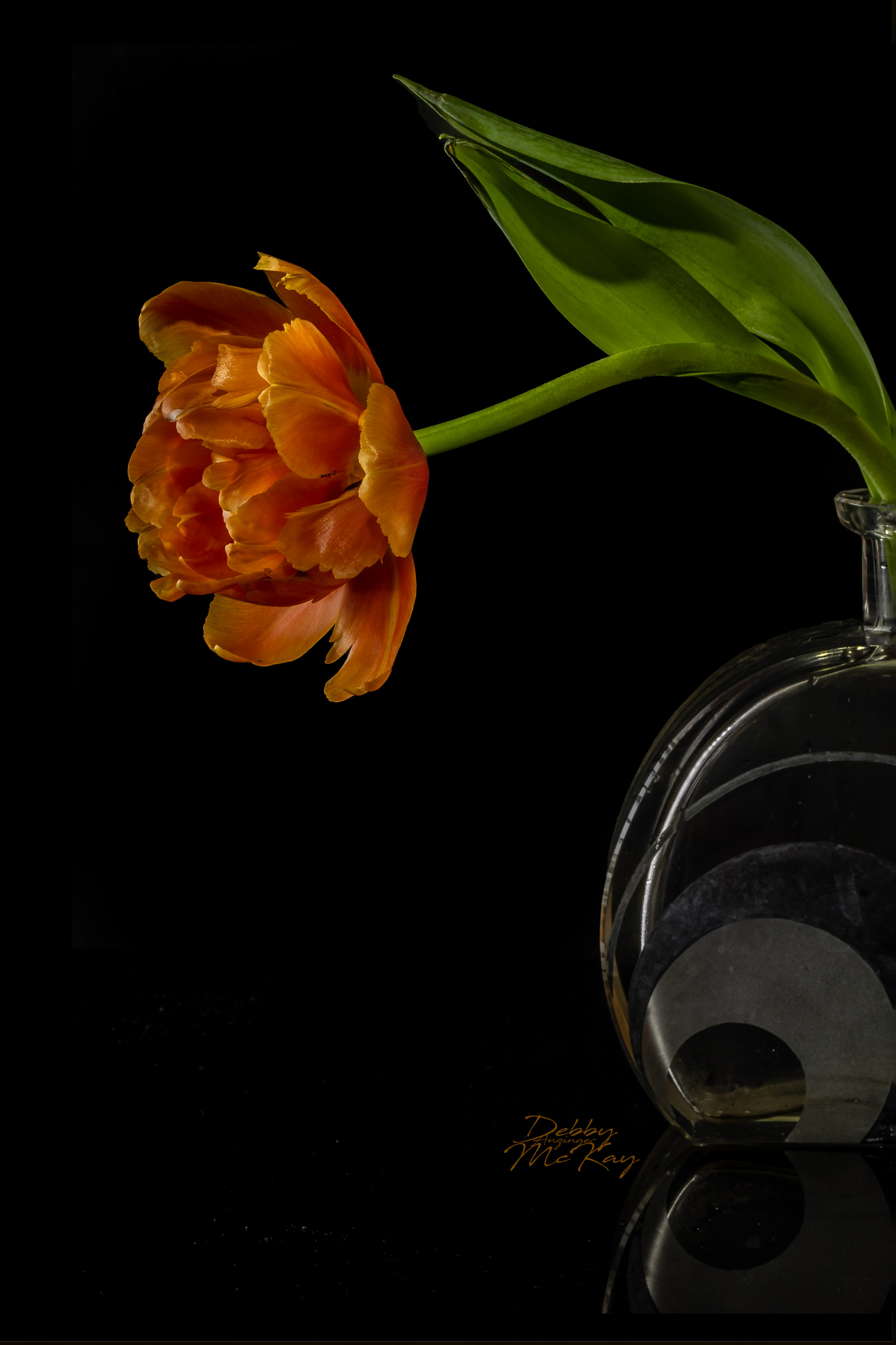 Orange Tulip (left)