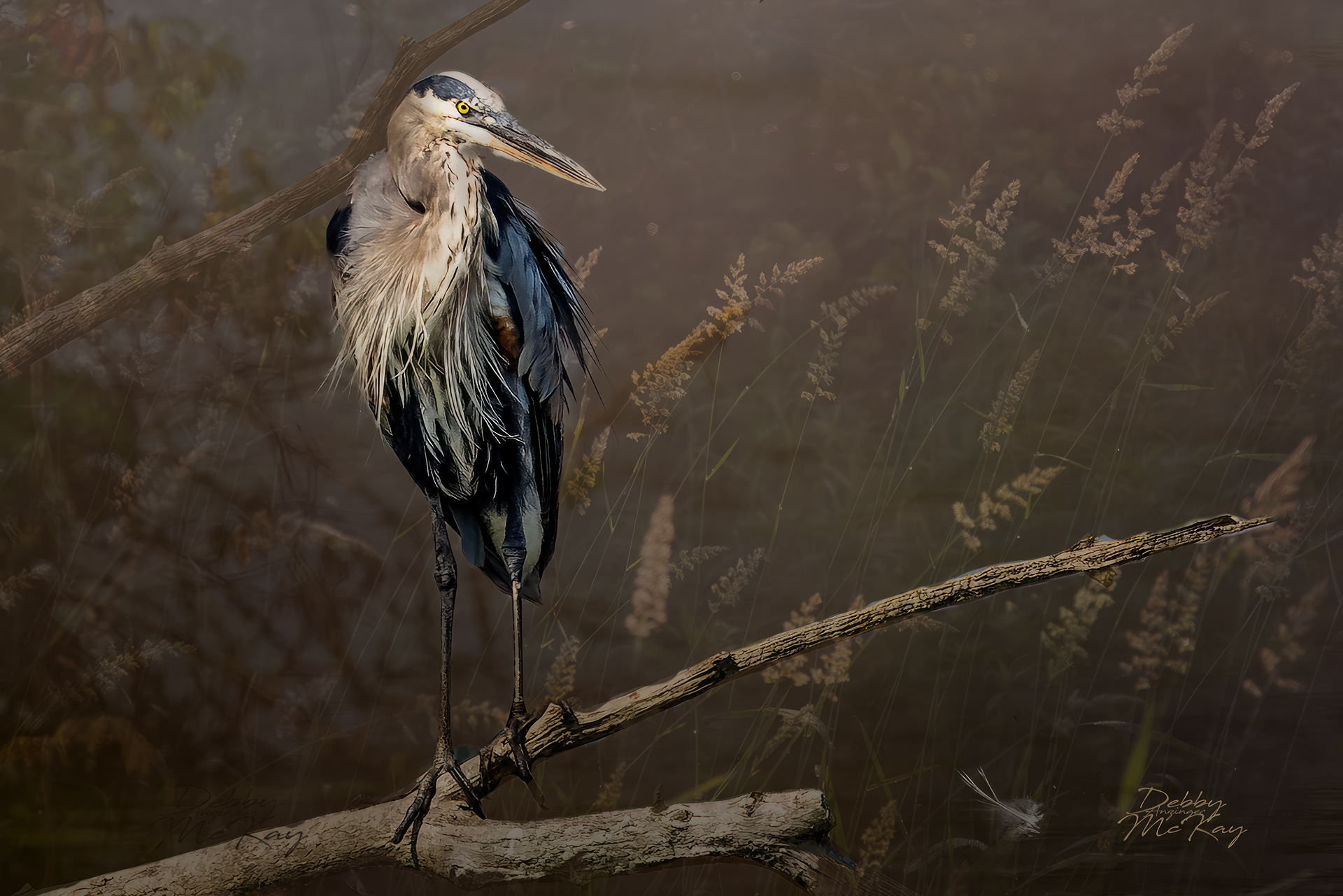 Great Blue Heron