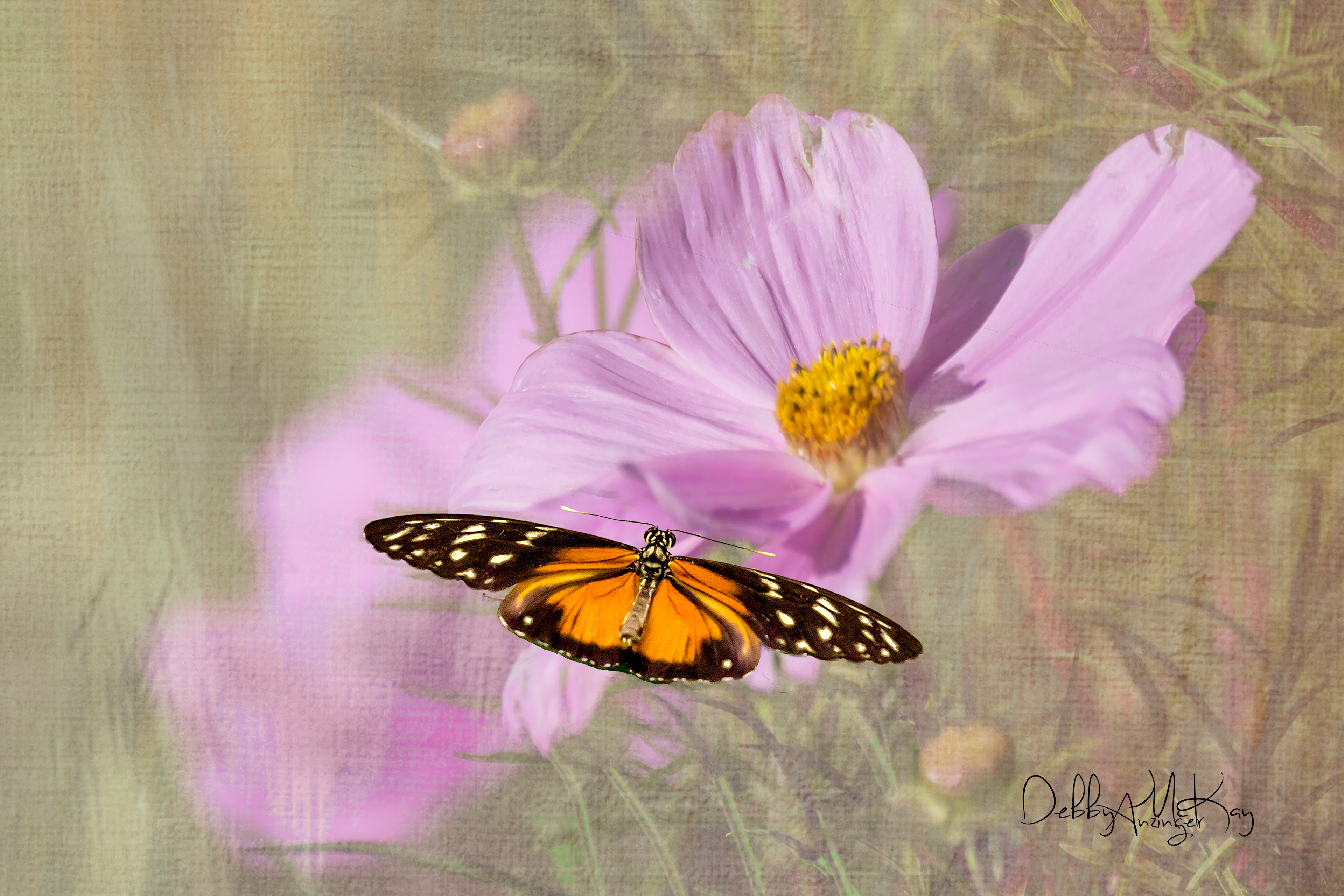 TIGER LONGWING