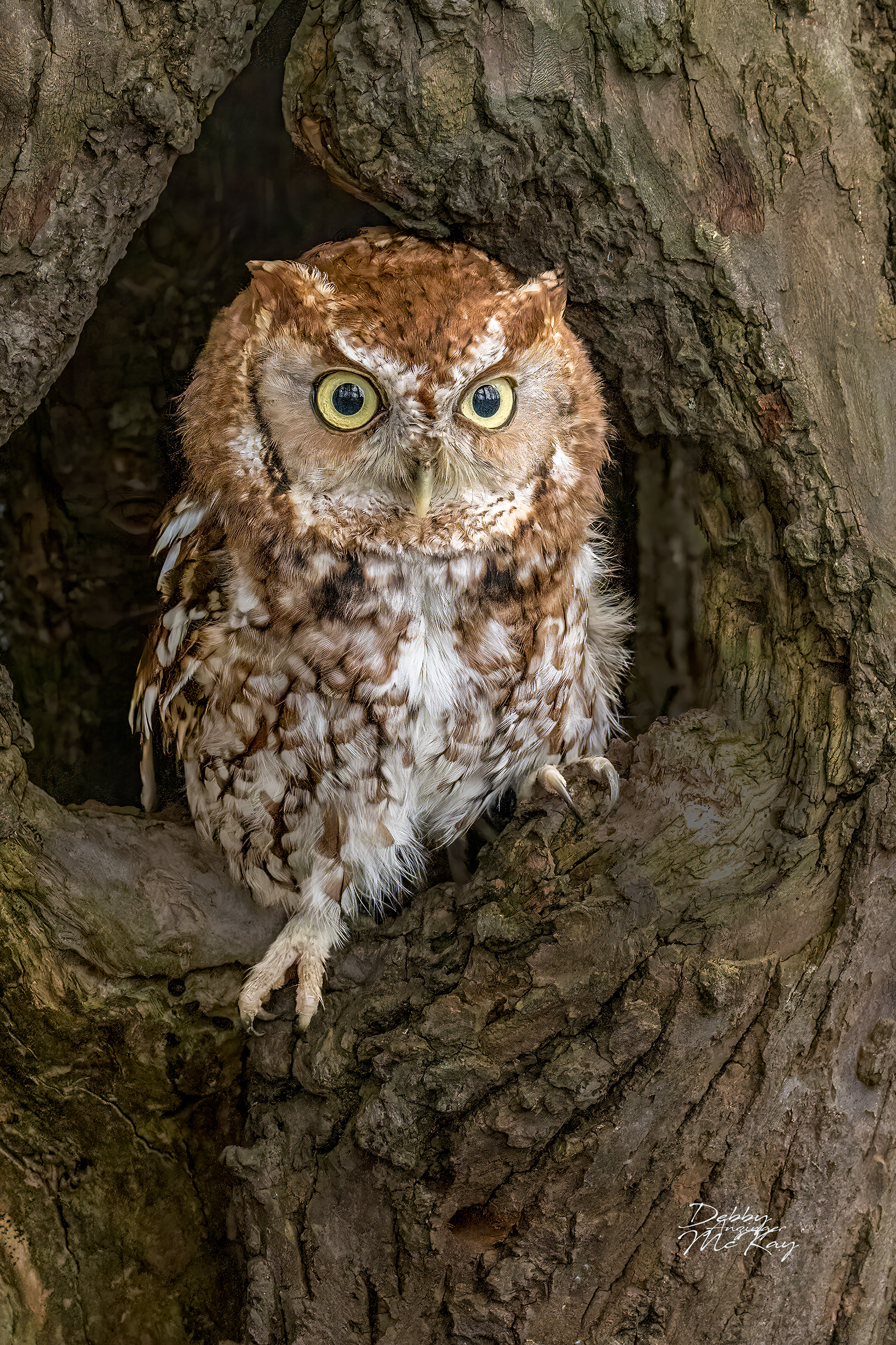 Eastern Screech Owl (Spring)