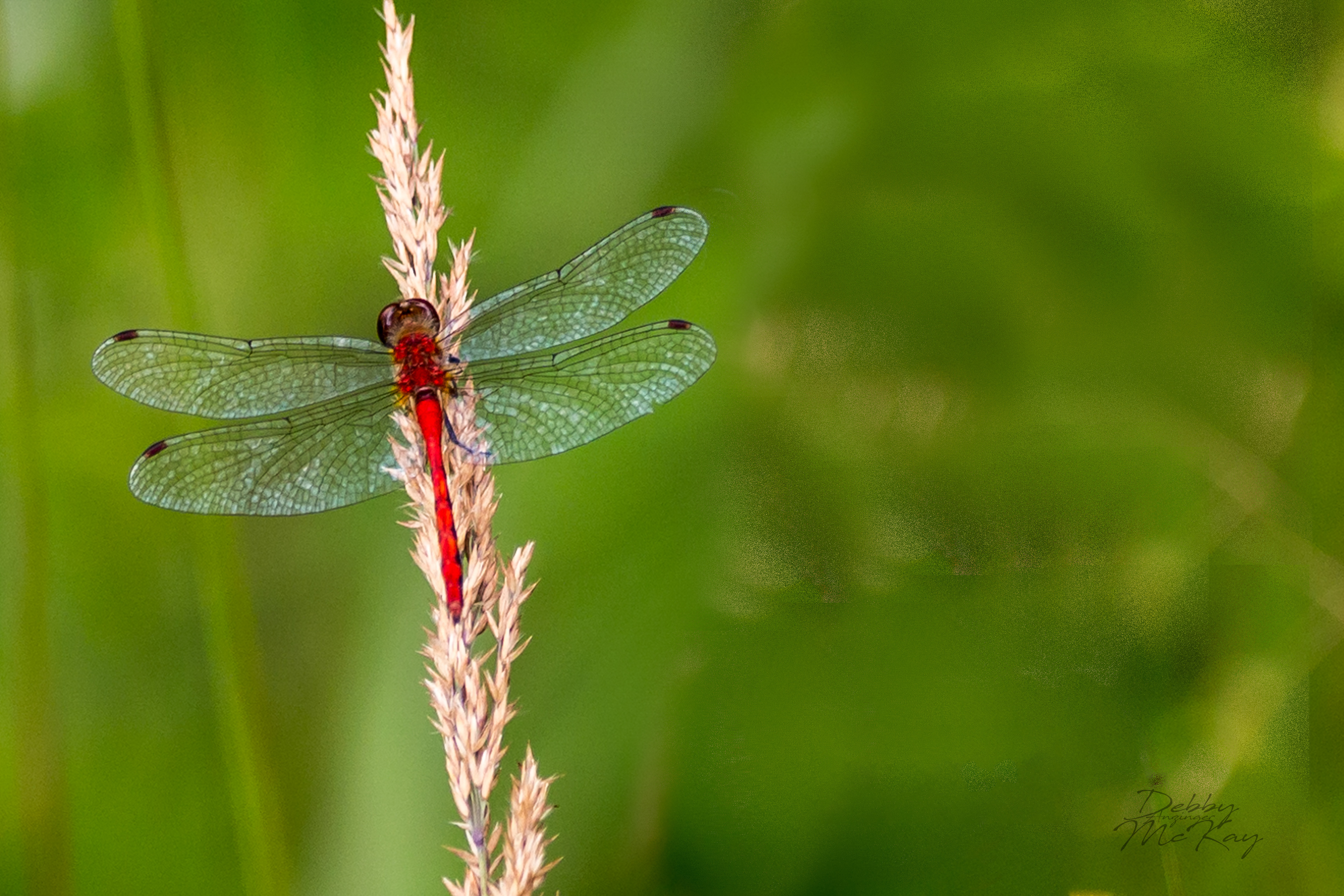 Ruby Meadowhawk