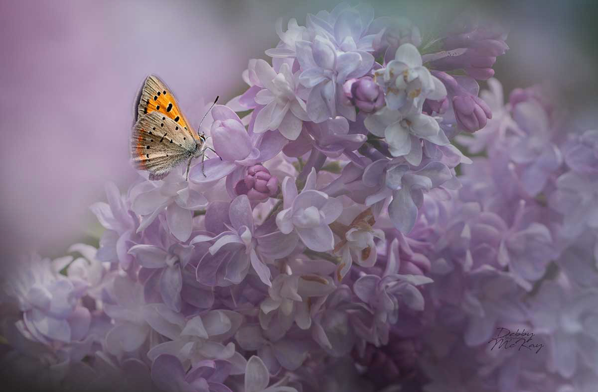 Copper Butterfly