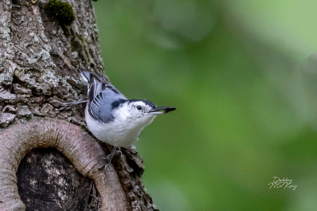 White breasted nuthatch