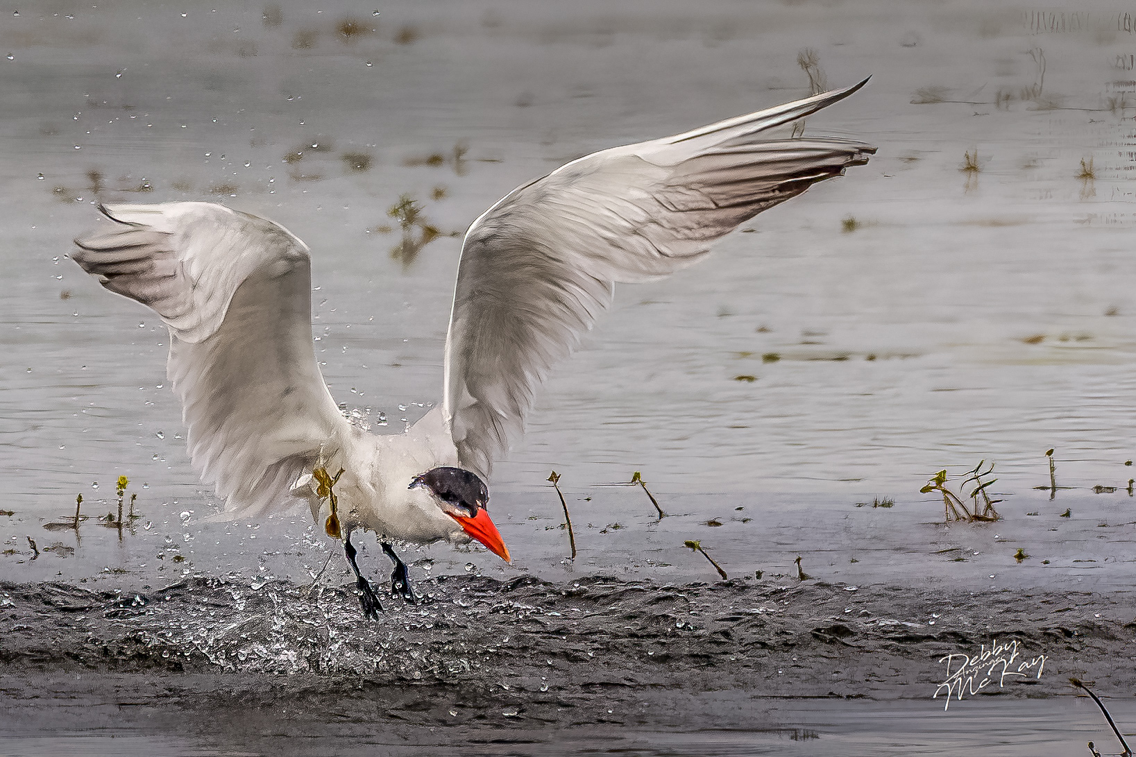 Caspian Tern