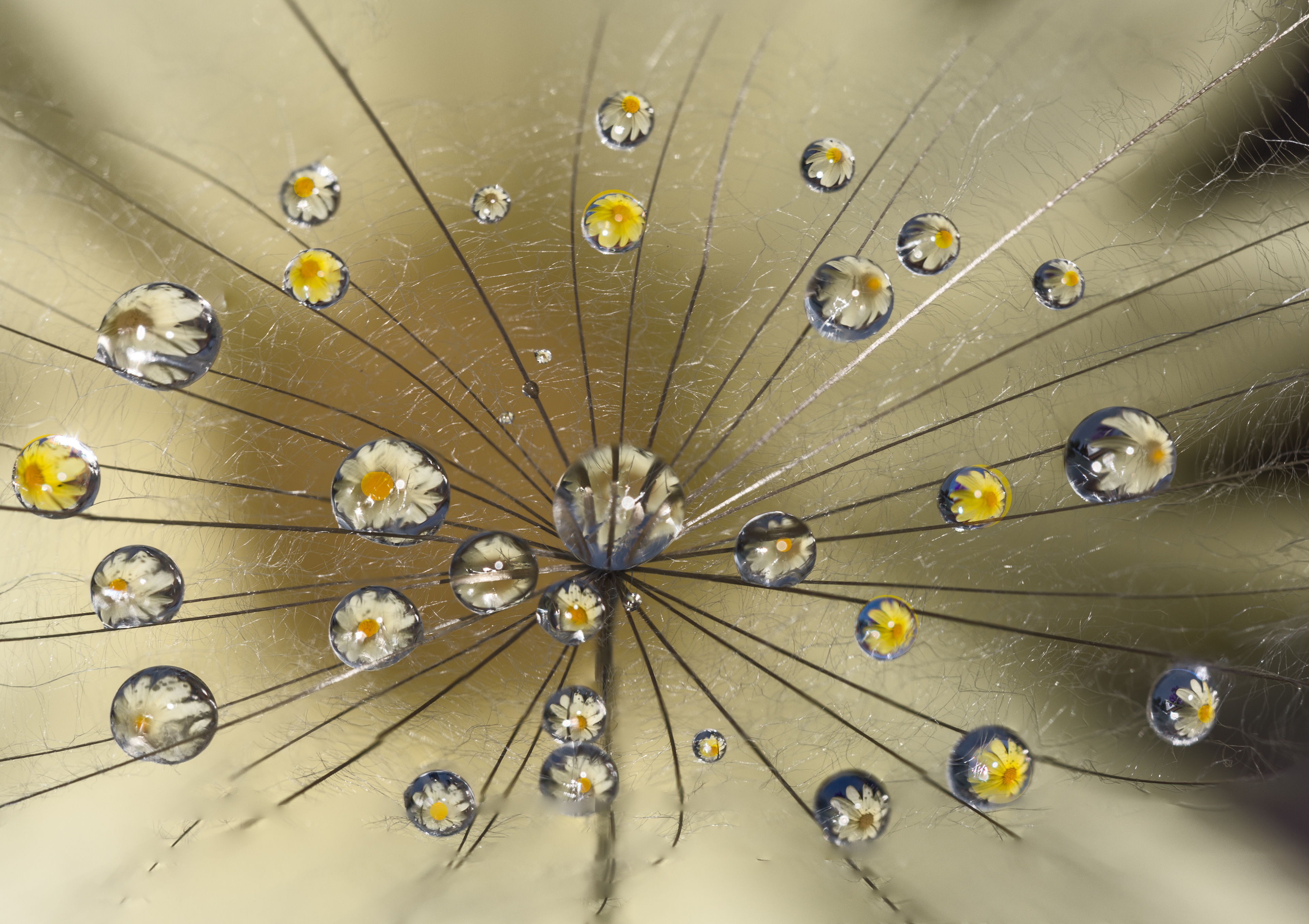 Waterdrop Reflections