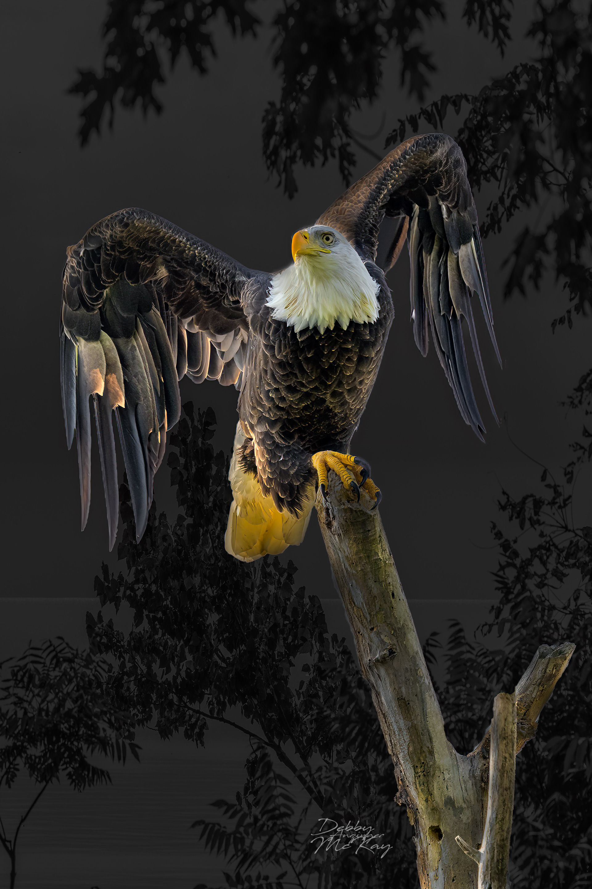 Bald Eagle - Take off