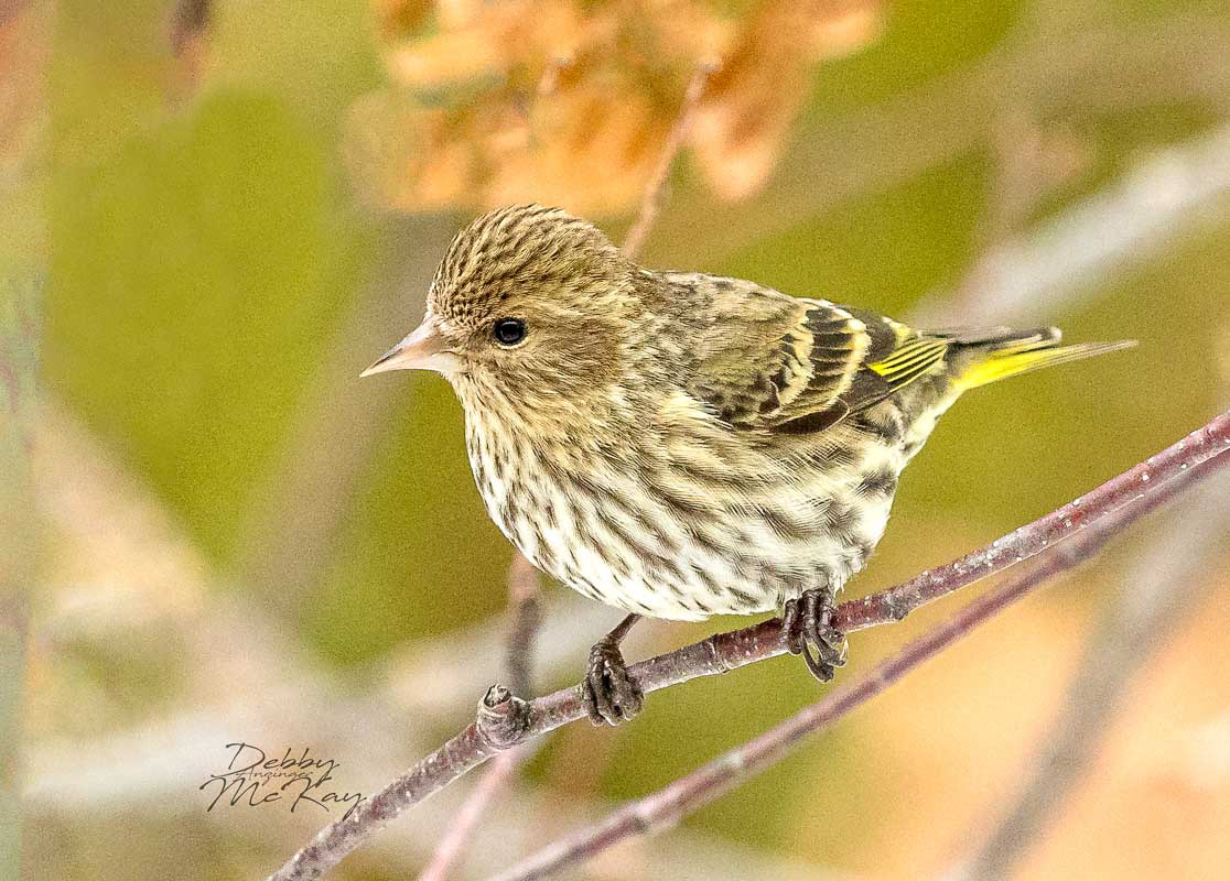 Pine Siskin