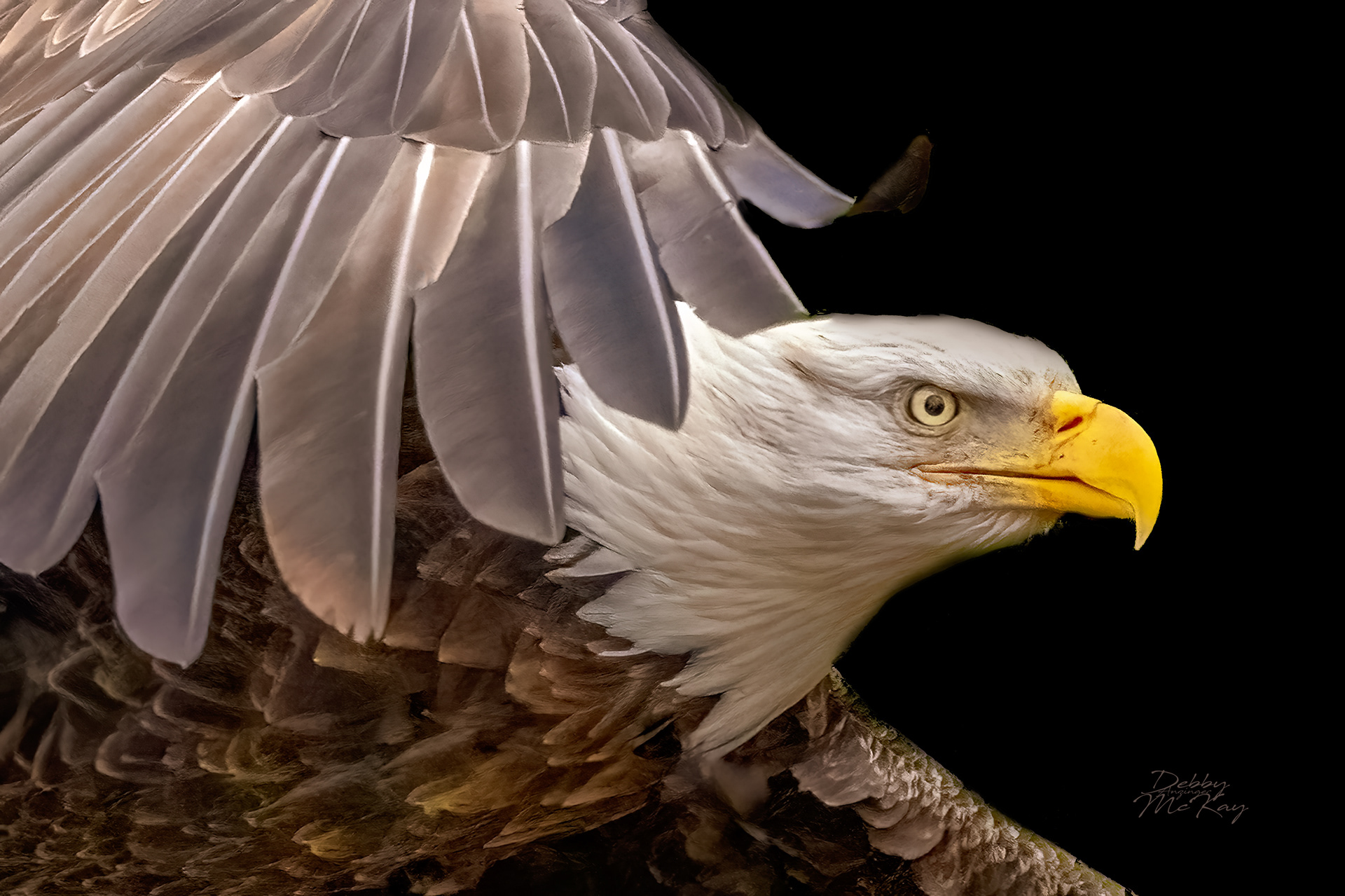 Bald Eagle